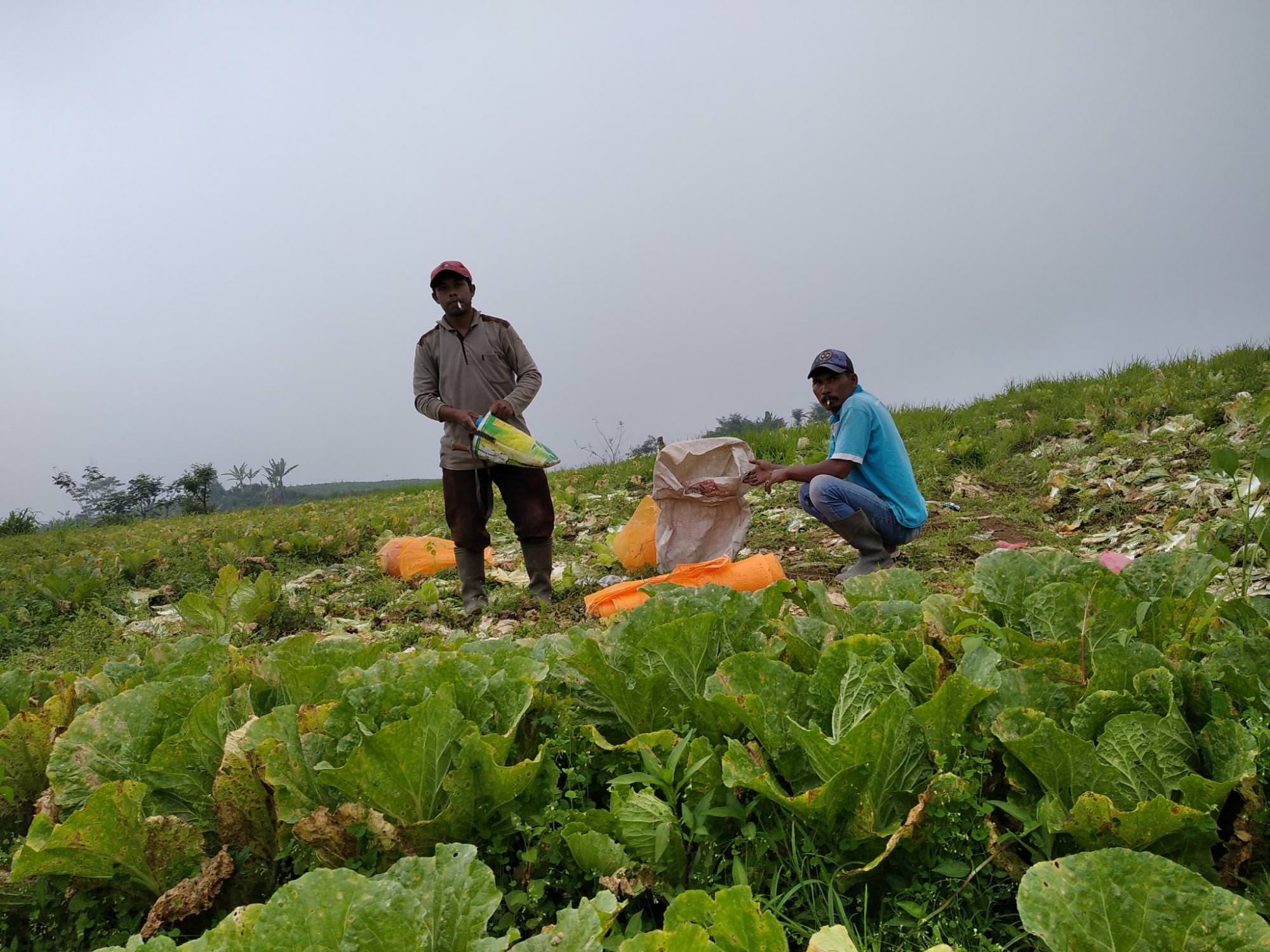 LESU: Para petani sawi di Desa Kandang Tepus, Kecamatan Senduro, ketika melakukan panen. Sawi menjadi salah satu komoditas pertanian yang harganya hancur-hancuran di tengah pandemi.