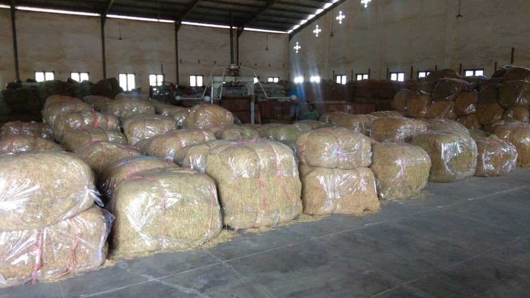 BUTUH INTERVENSI: Pemerintah daerah bisa terlibat aktif dalam mengelola tembakau dengan menerbitkan Perda Tata Niaga Tembakau.