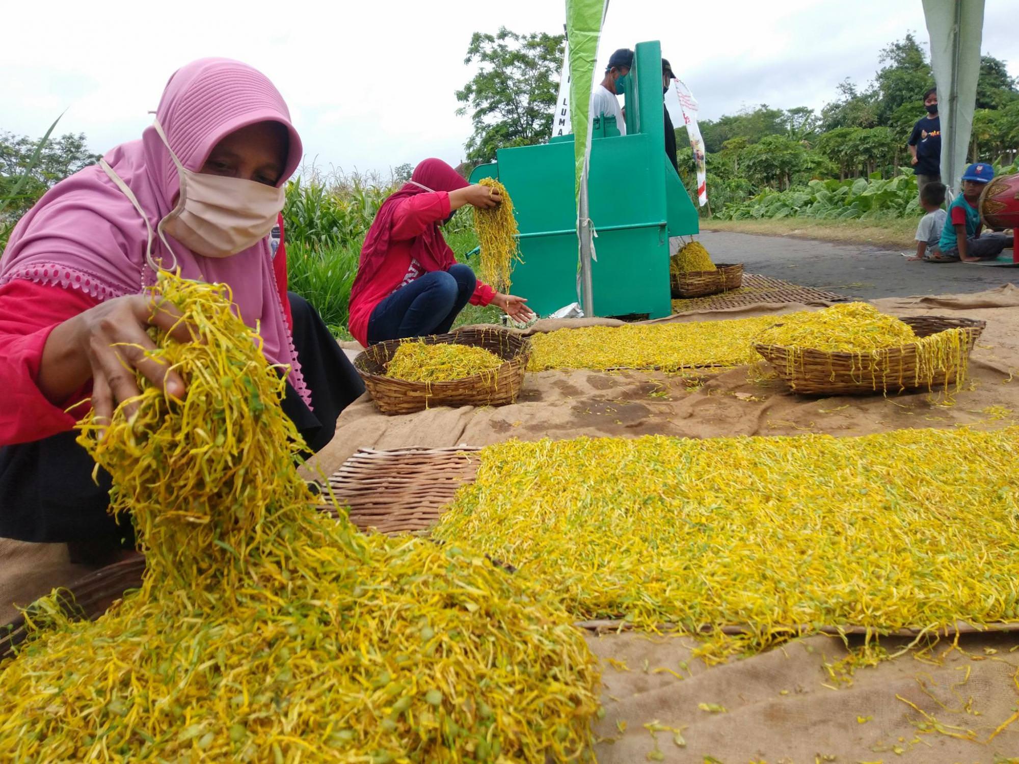 MERAJANG: Petani di Desa Kaliwungu, Kecamatan Tempeh, saat merajang tembakau kasturi. Mereka berharap PT mitra segera membuka penjualan tembakau. Sebab, jika dibiarkan lama, warnanya bisa kecoklatan dan membuat harga makin murah.