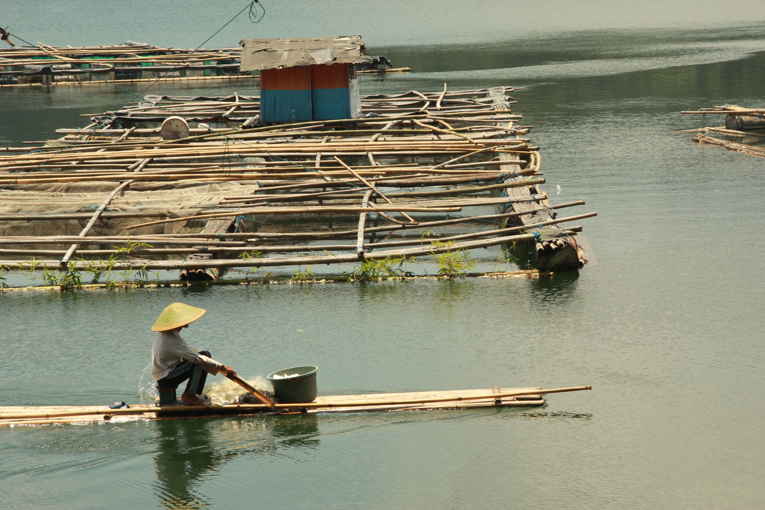 CARI IKAN: Seorang nelayan sedang melintasi keramba di Ranu Pakis, kemarin. Ikan yang diperoleh paling banyak mujair.