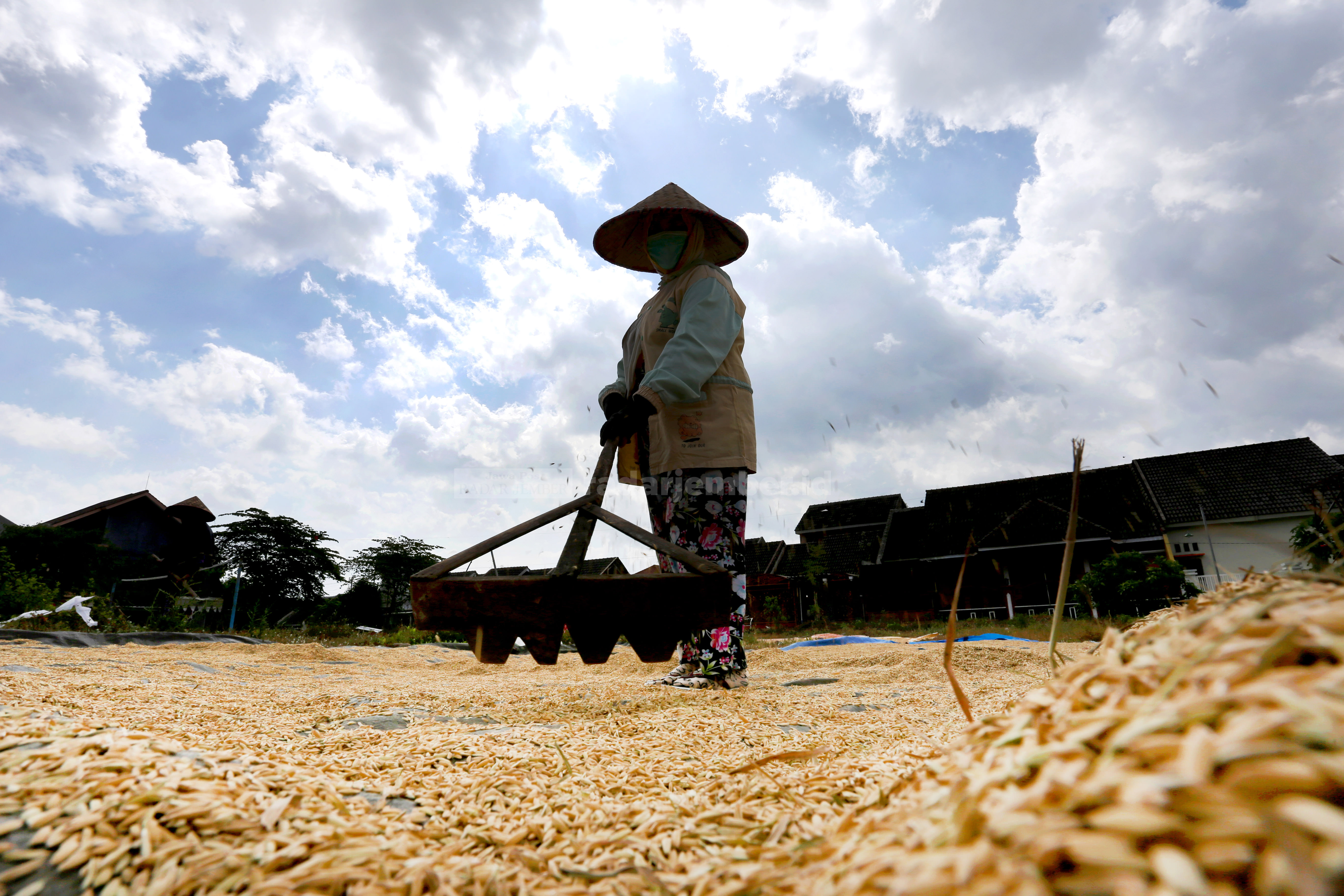 PRODUKSI PADI: Salah satu petani di daerah Karangrejo menjemur gabah di lapangan setelah panen. Produksi gabah di Jember yang masuk empat besar se-Jawa Timur, namun hal tersebut tak diikuti dengan nilai harga gabah tertinggi.