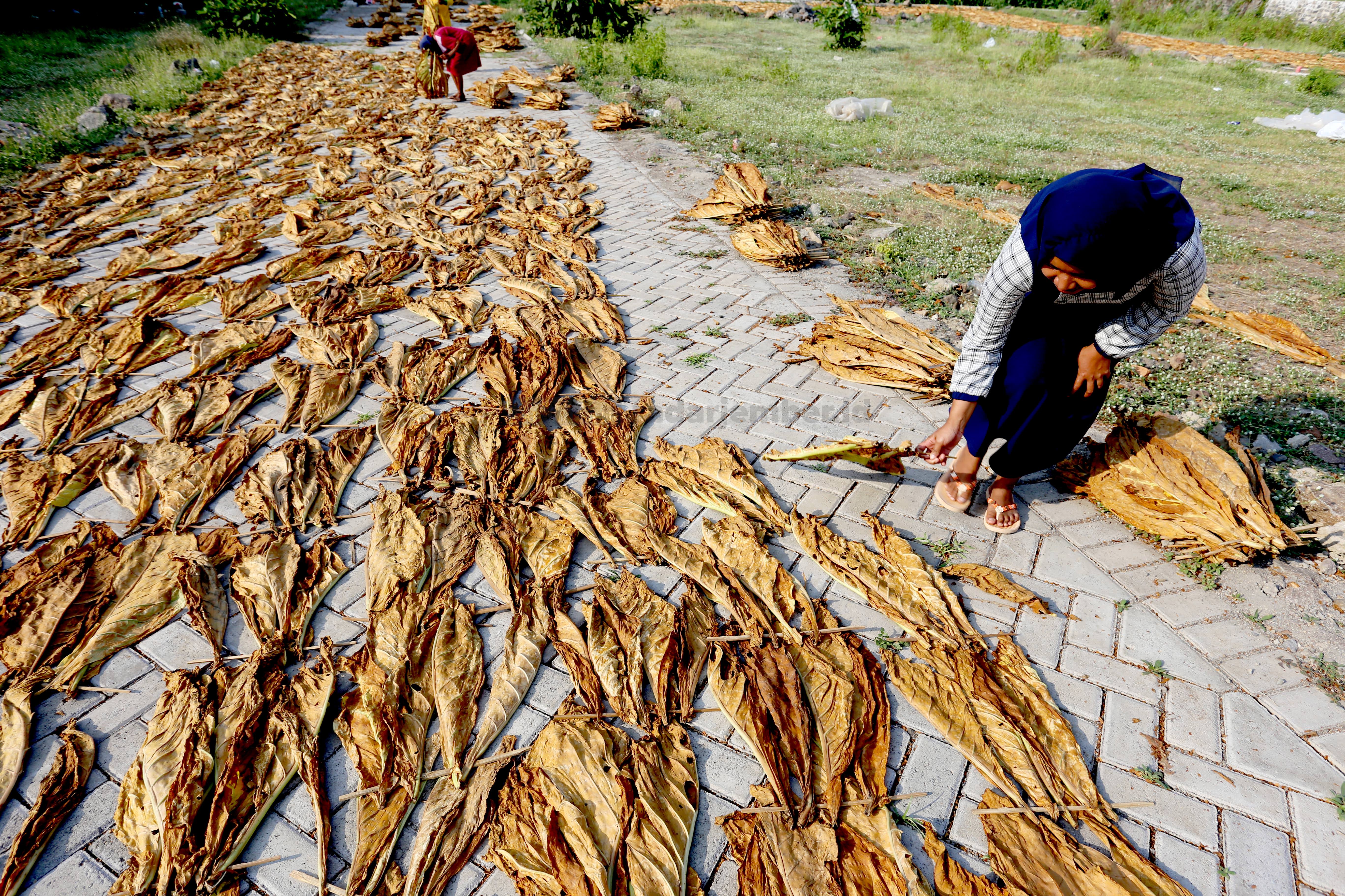 Ilustrasi Dok Radar Jember
