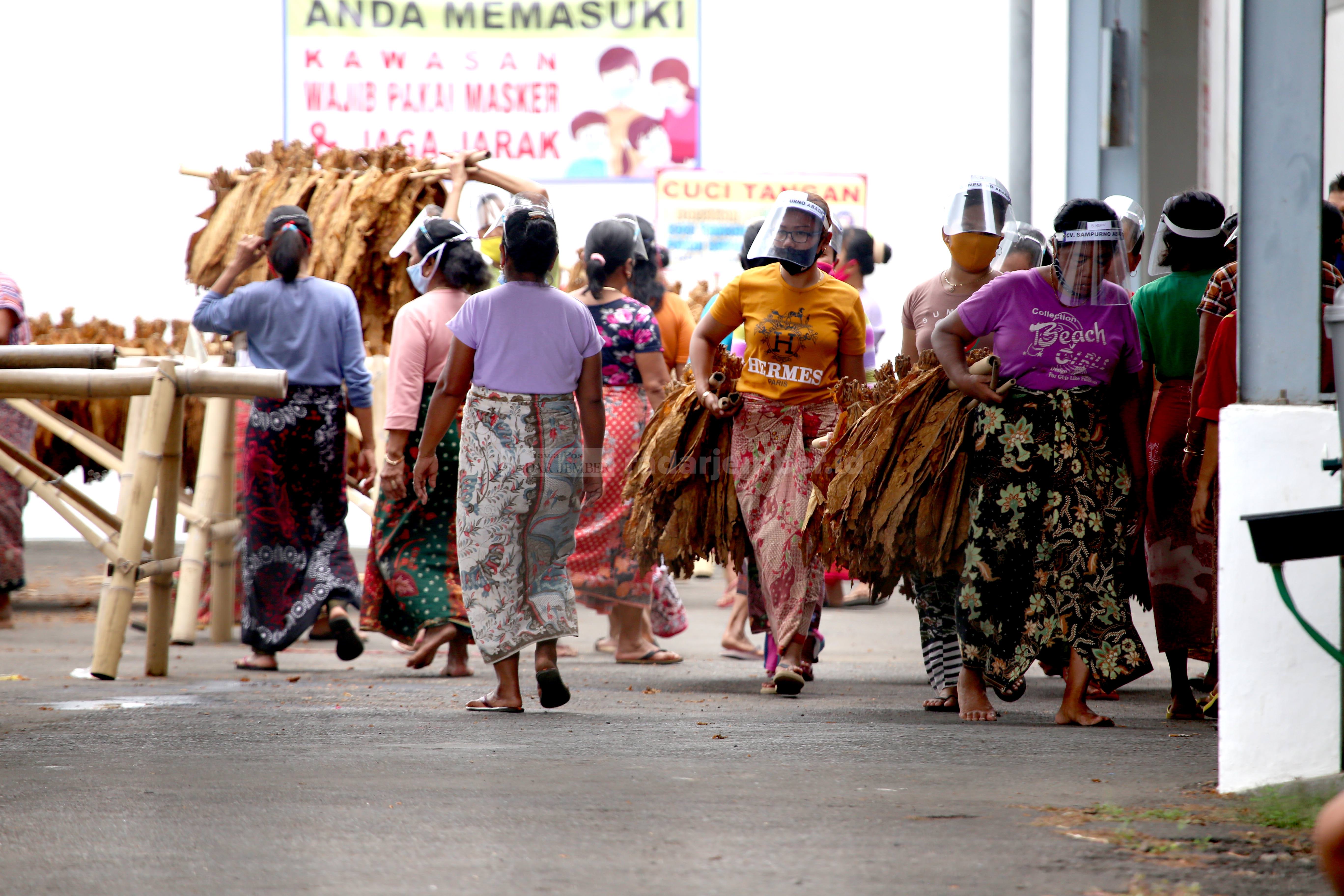 PADAT KARYA: Para pekerja tengah mengangkat tembakau kasturi setelah dijemur. Sektor pertembakauan menyerap tenaga kerja cukup banyak. Mulai dari masa tanam, perawatan, panen, hingga pascapanen.