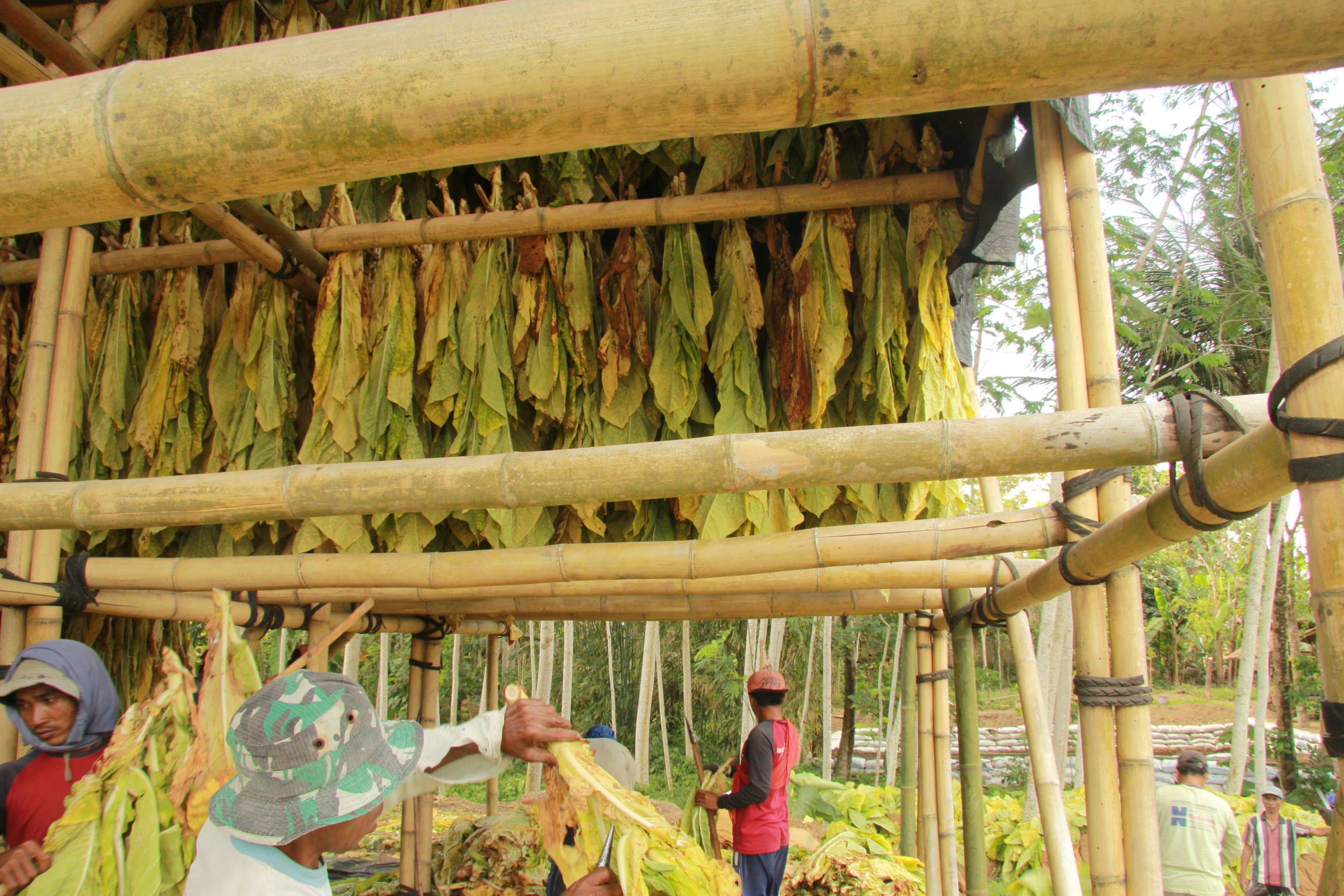 MUSIM PANEN: Para petani sedang mengeringkan tembakau di Desa Tumpeng, Kecamatan Candipuro, belum lama ini.
