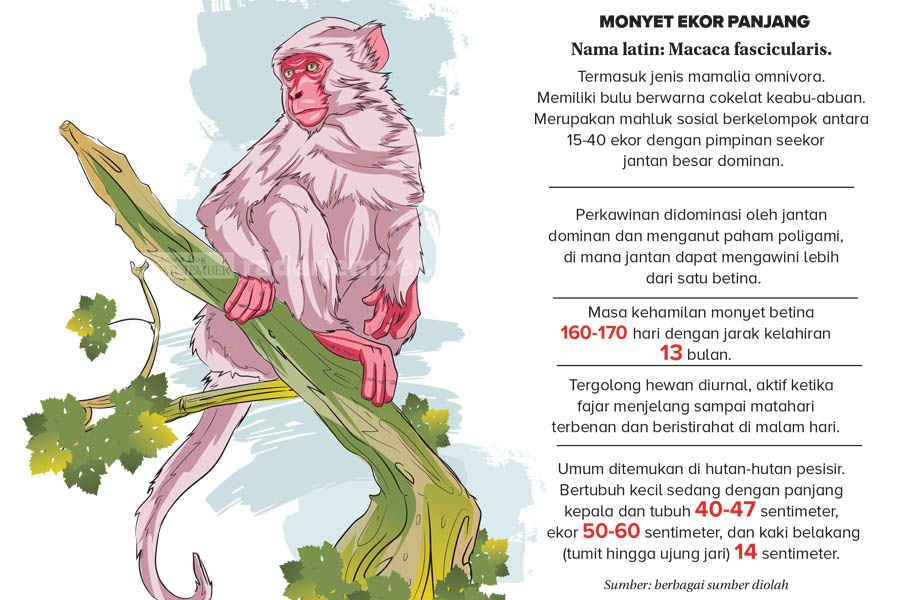 PRIMATA: Monyet ekor panjang yang masih berusia balita terlihat lucu dan menggemaskan. Padahal, saat dewasa dan waktunya masa berahi, monyet ekor panjang akan lebih ganas dan mudah marah.