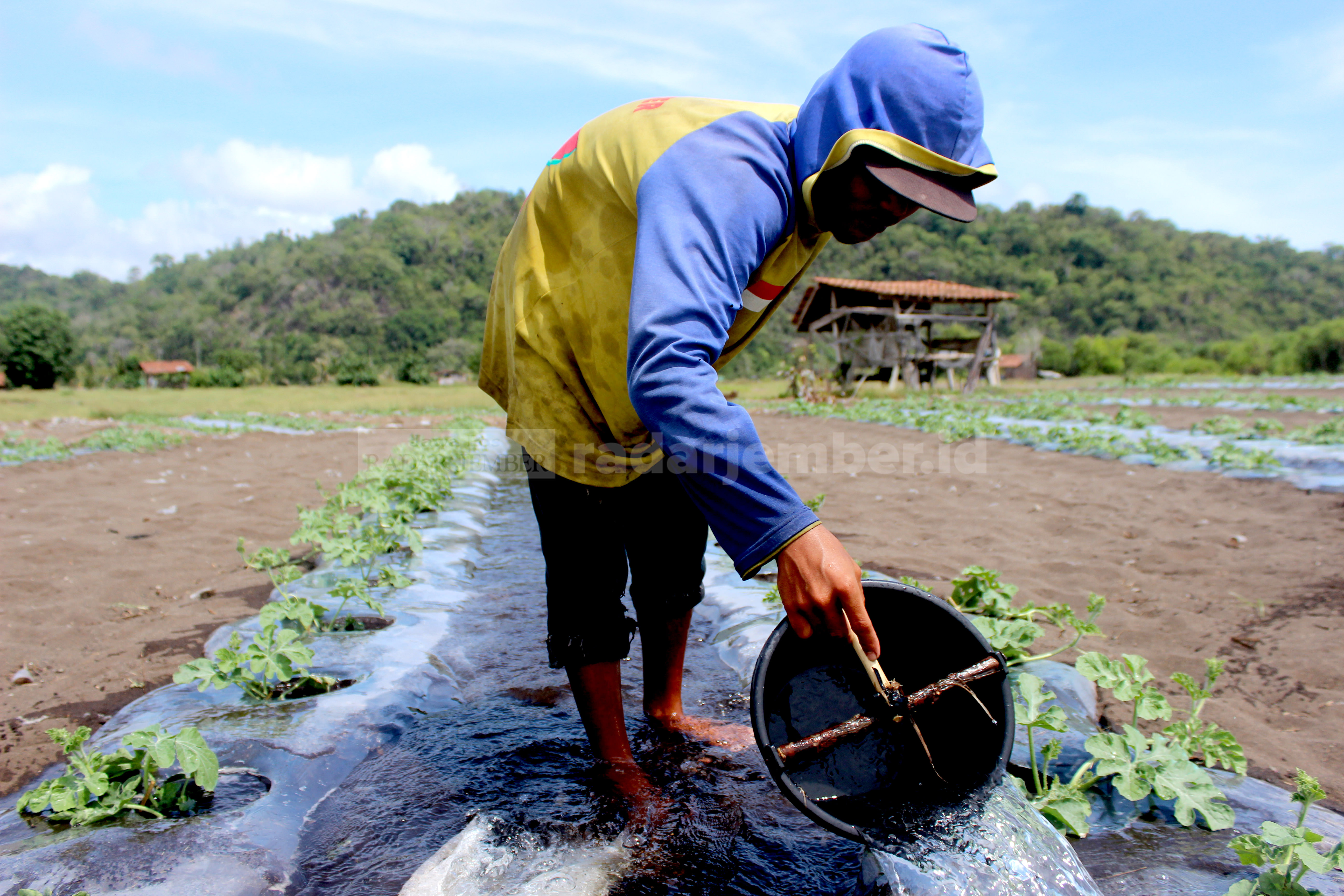 BERSEMANGAT: Ari, salah seorang petani semangka, tetap rajin menyirami tanaman semangka di pesisir Pantai Cangakan, kemarin siang (27/10).