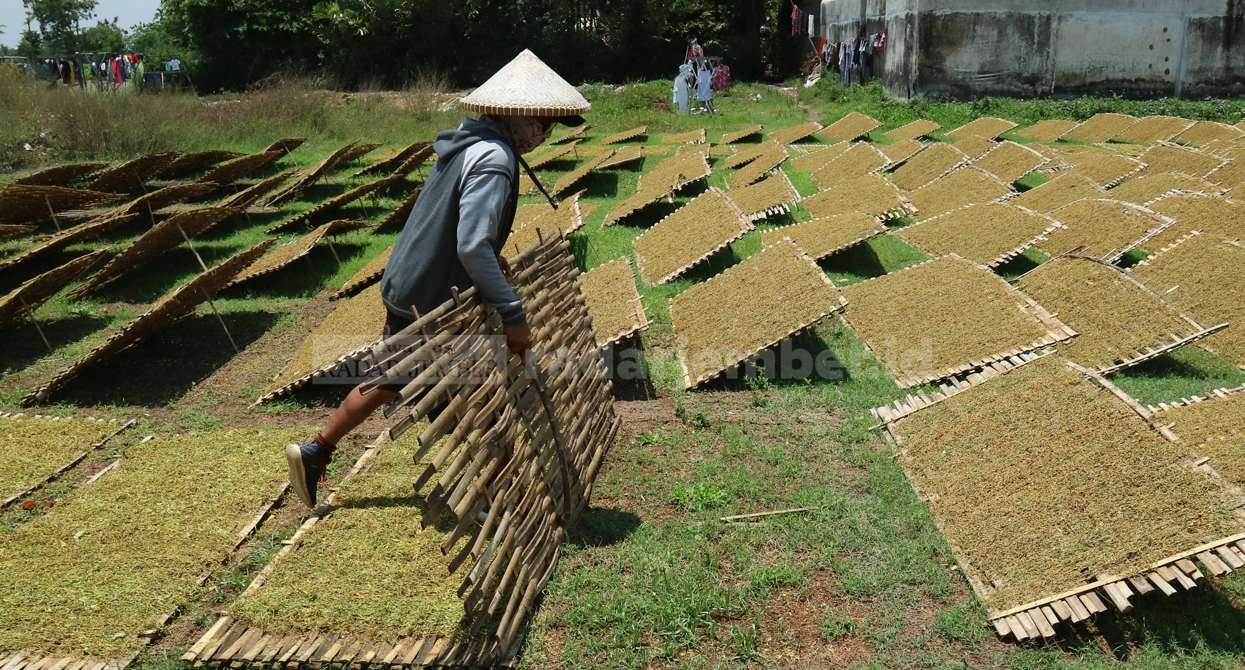 MULAI MEMBAIK: Buruh tani menjemur tembakau varietas Somporis rajang di Desa Pancoran, Bondowoso. Kini harganya mulai naik.