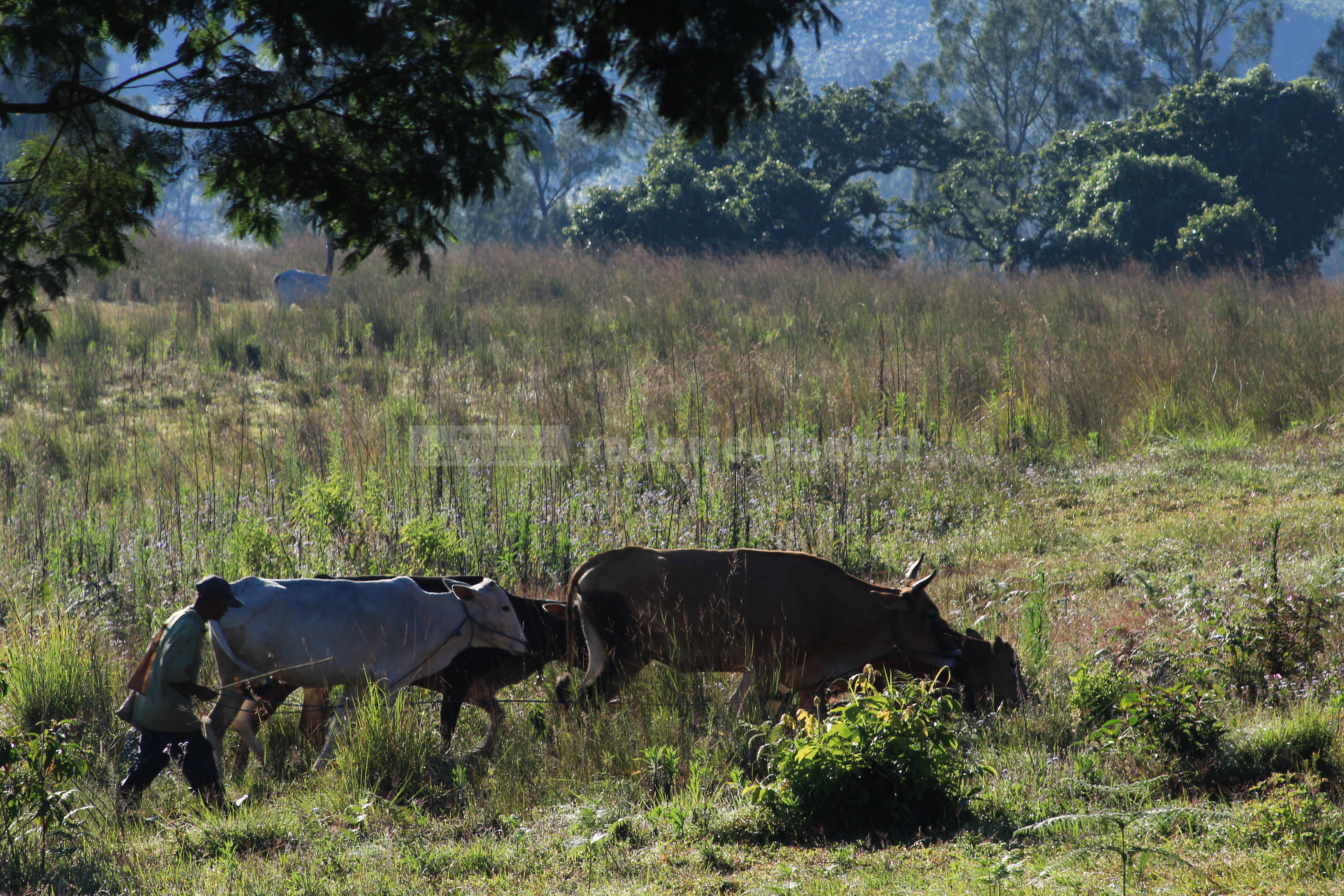 CARI RUMPUT: Peternak di daerah Ijen sedang menggembala sapinya di padang rerumputan. Bondowoso termasuk daerah penyumbang sapi potong tertinggi di Jatim.