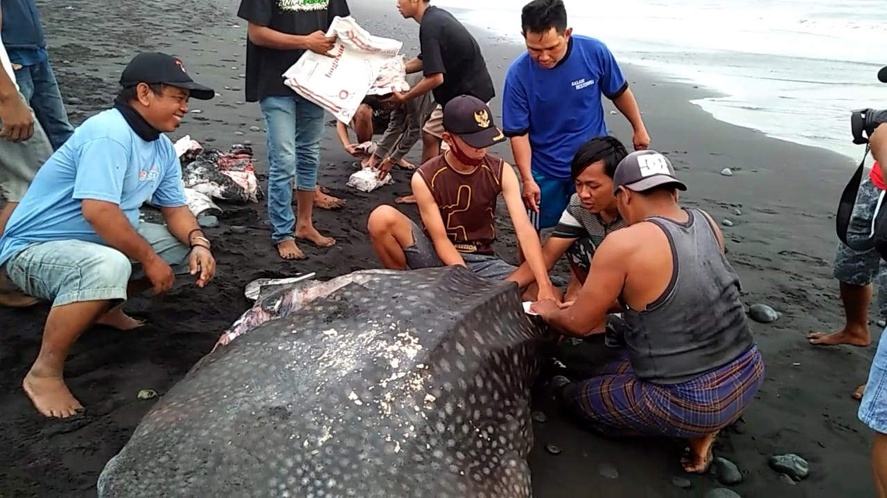 DIPOTONG-POTONG: Hiu tutul yang terdampar dan mati diambil dagingnya oleh warga.