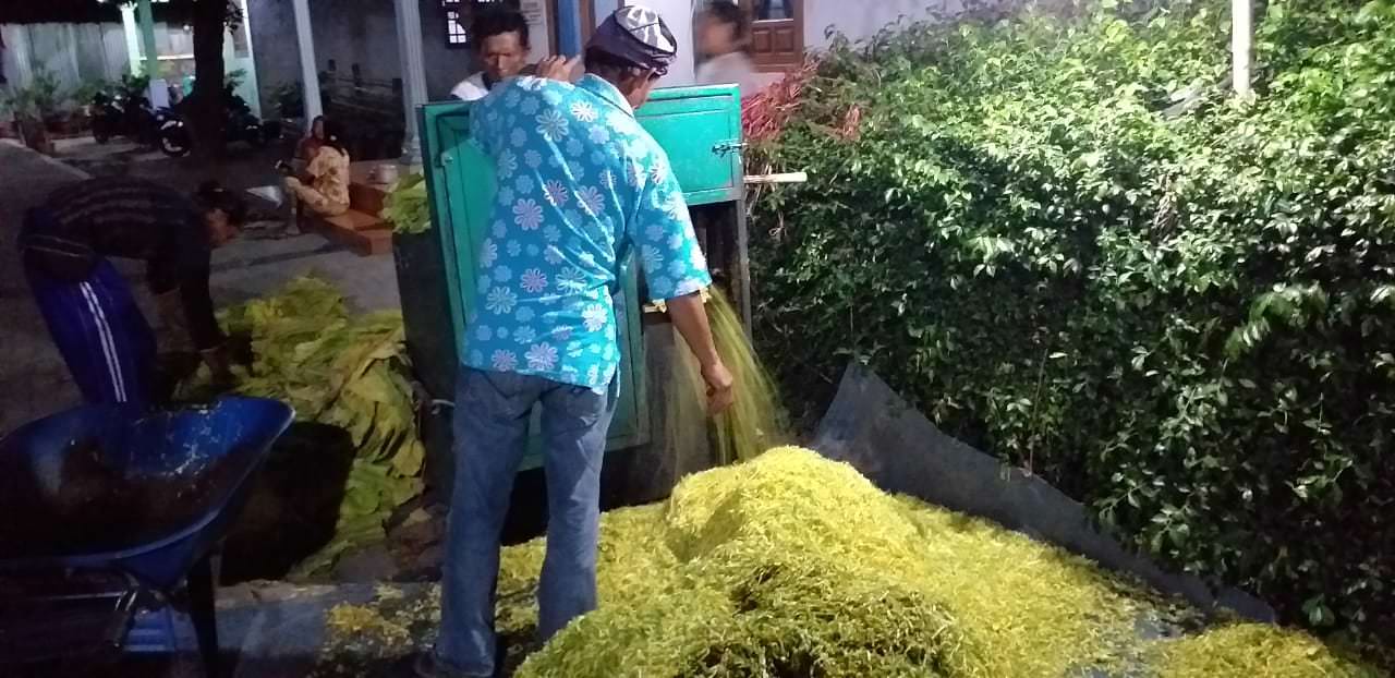 PUNYA HARAPAN: Petani sedang merajang tembakaunya sebelum dijual ke gudang tembakau pabrikan.