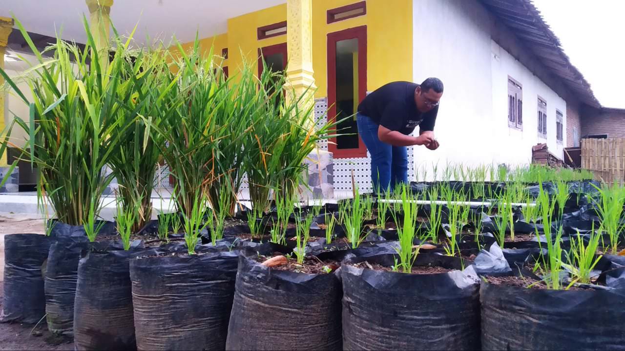 INOVASI: Wijaya saat sedang merawat padi yang ditanam pada polybag di depan rumahnya.