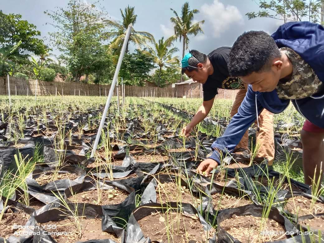 MODERN: Miftahul Huda (baju hitam) petani modern asal Desa Karanganyar, Kecamatan Tegalampel, sedang membersihkan rumput di sekitar tanaman padinya yang dikembangkan di polybag.