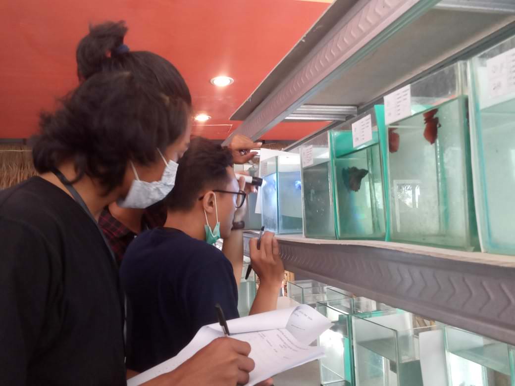 SELEKSI JUARA: Salah satu juri saat melakukan penilaian terhadap ikan cupang milik peserta di Jember Town Square, Minggu (27/12).