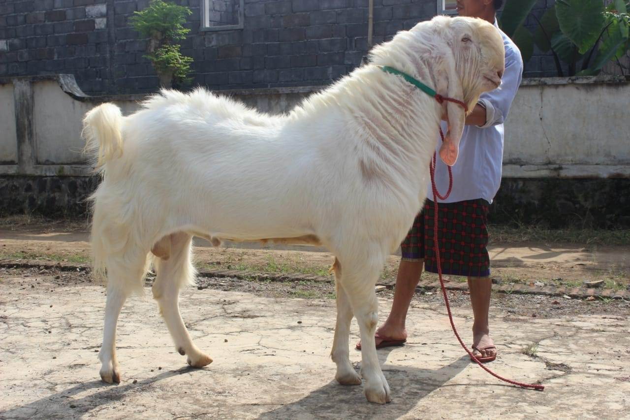 KOMODITAS EKSPOR: Salah satu kambing Senduro ketika dilakukan pengecekan sebelum dikirim ke Abu Dhabi. Meski tergolong unggulan, namun kambing yang bakal dikirim bukan tergolong kualitas grade A.