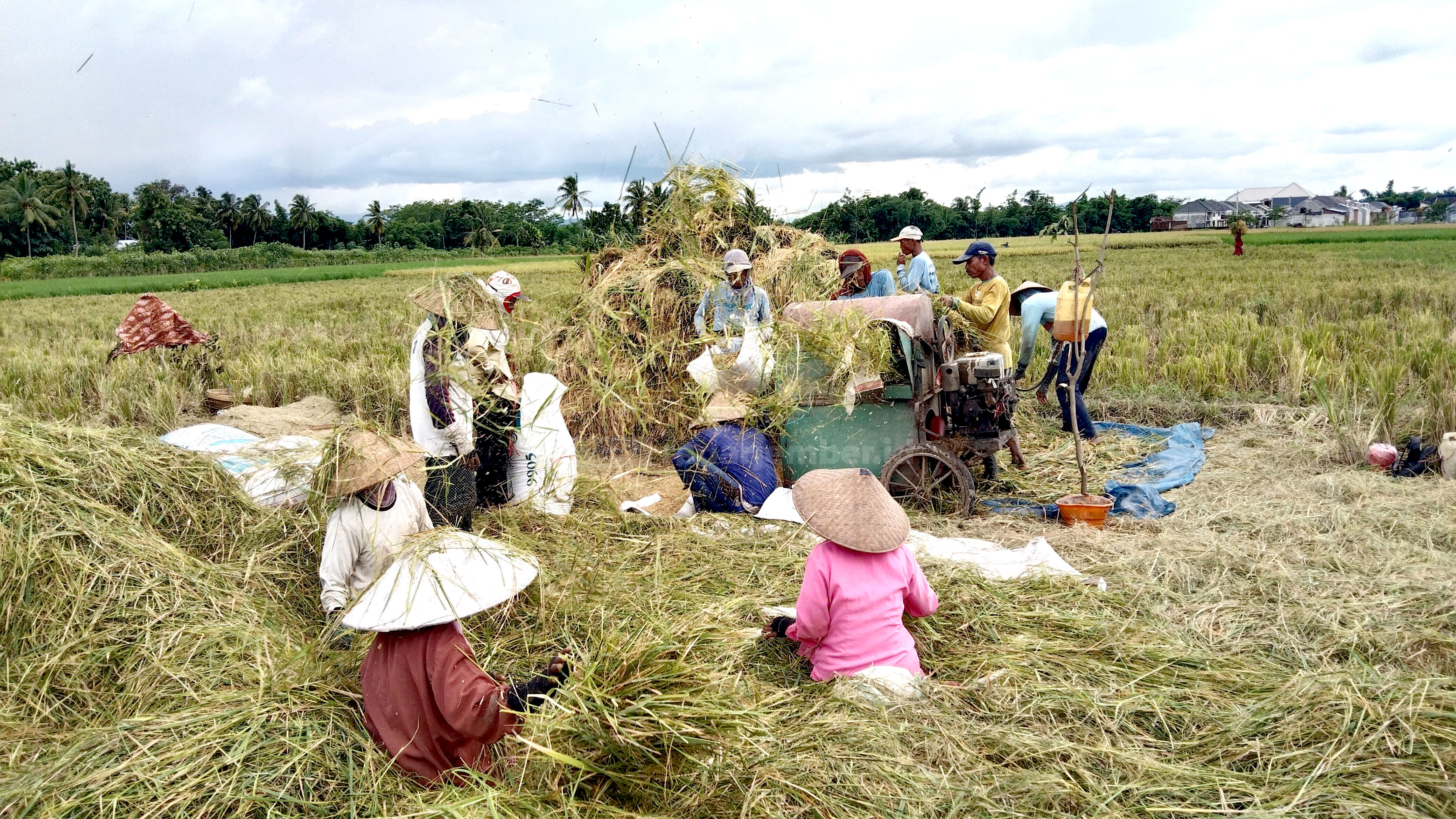 GERAK CEPAT: Sejumlah warga memilih untuk memanen padi lebih awal di areal persawahan Kelurahan Mangli, Kecamatan Kaliwates, karena khawatir rusak akibat curah hujan yang tinggi.