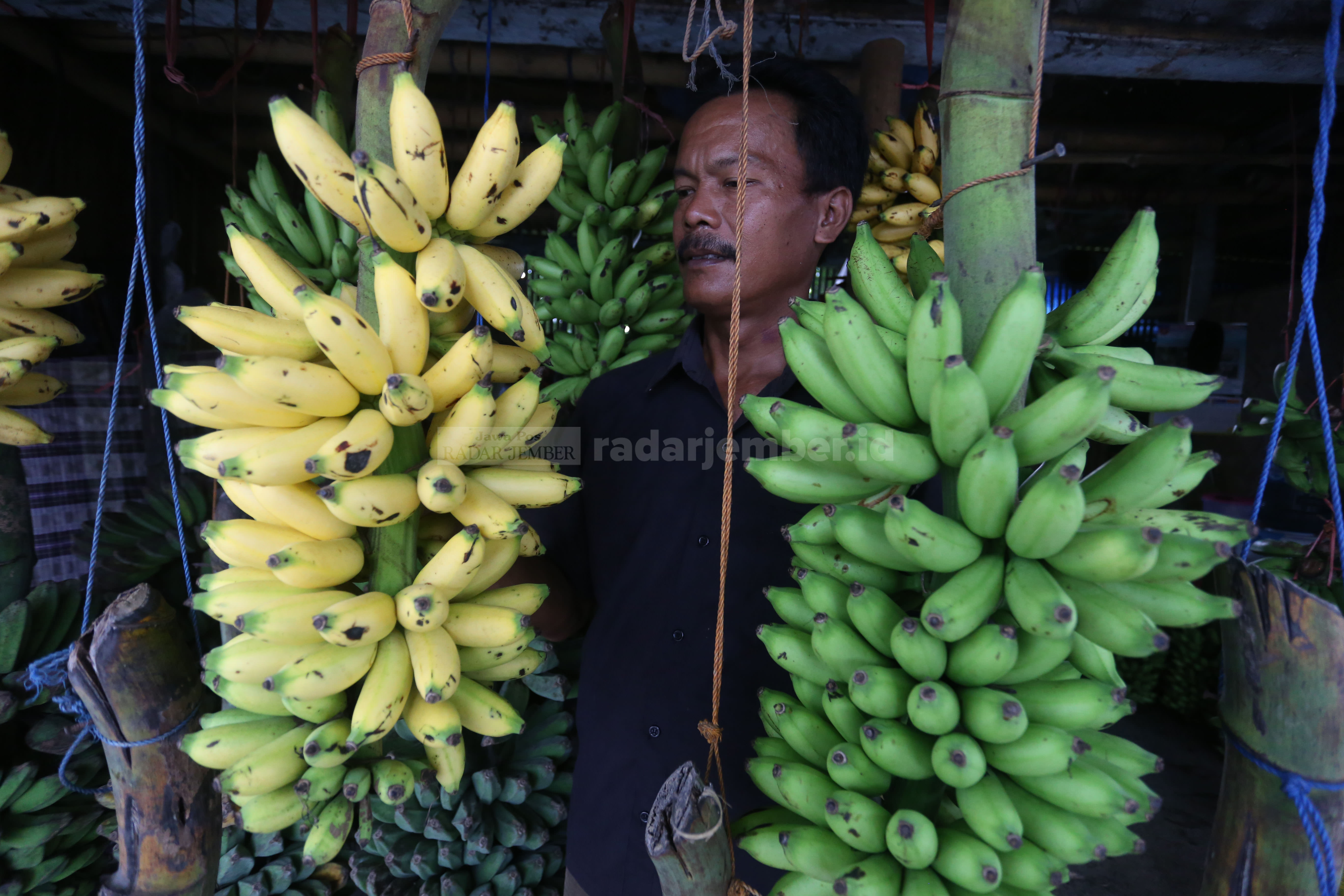 CARI YANG MATANG ALAMI: Pedagang buah di Jalan Tidar menunjukkan ciri-ciri pisang yang disemprot dengan zat pematang buah. Salah satu ciri pisang semprot adalah terdapat titik hitam temporer di kulit pisang.