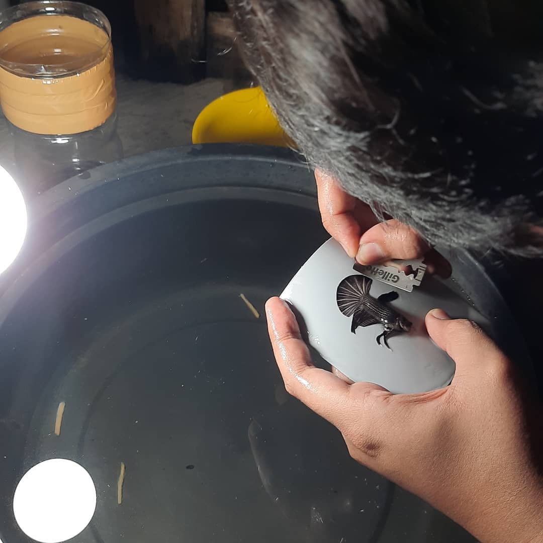 PROSPEKTIF: Proses pembentukan ekor ikan cupang yang estetik. Inilah yang dilakukan pebisnis salon ikan cupang agar ikan milik klien terlihat lebih cantik dan menarik.
