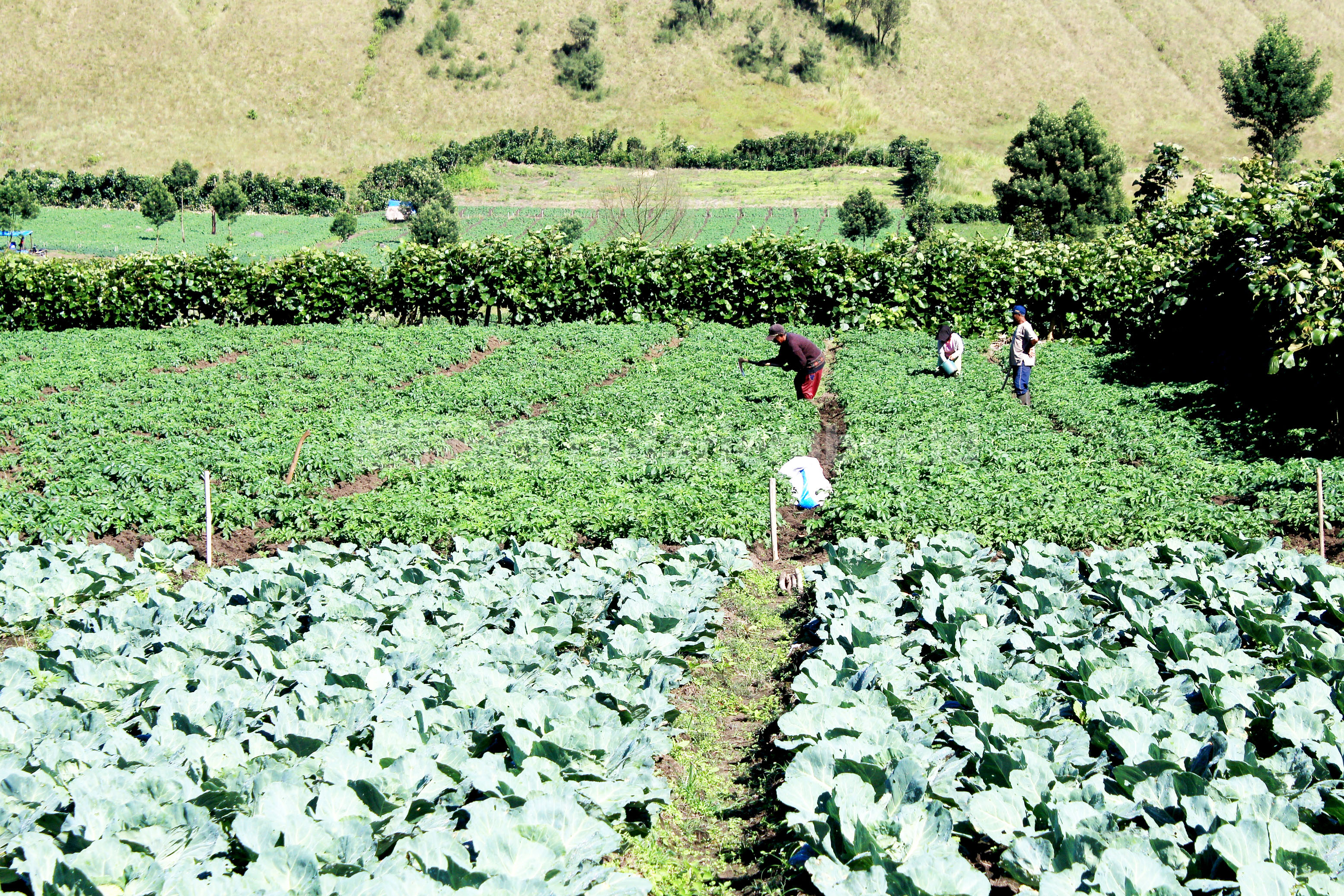 KEMBALI MEROKET: Petani kubis di daerah Ijen, Bondowoso, tengah bercocok tanam. Kini, harga kubis kembali melambung, padahal sebelumnya justru terlalu murah hingga petani enggan panen.