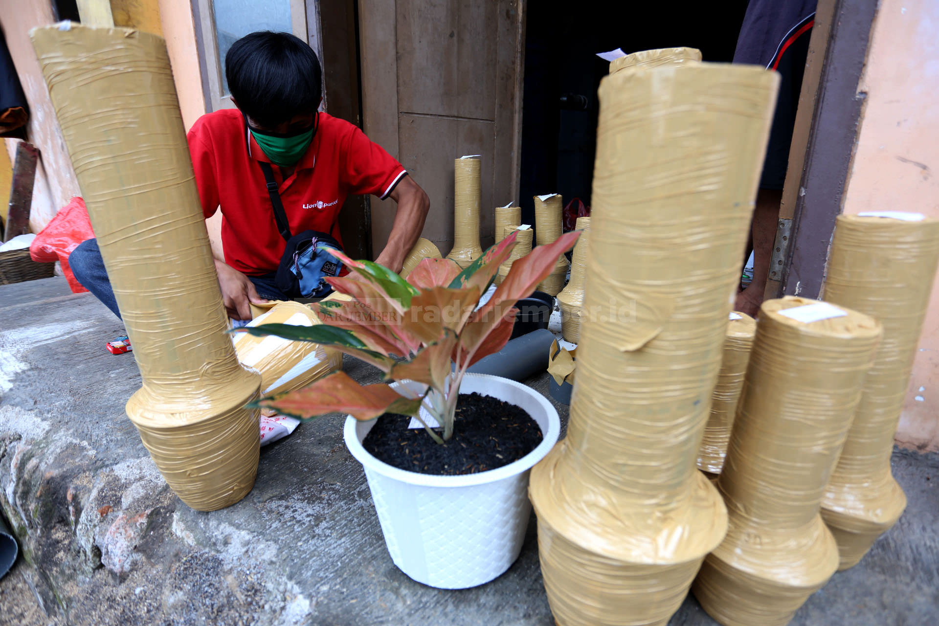 TEMBUS LUAR PULAU: Kurir ekspedisi membantu mengemasi tanaman aglaonema yang siap dikirim ke luar pulau. Hobi tanaman hias tersebut membumi di tengah pandemi.