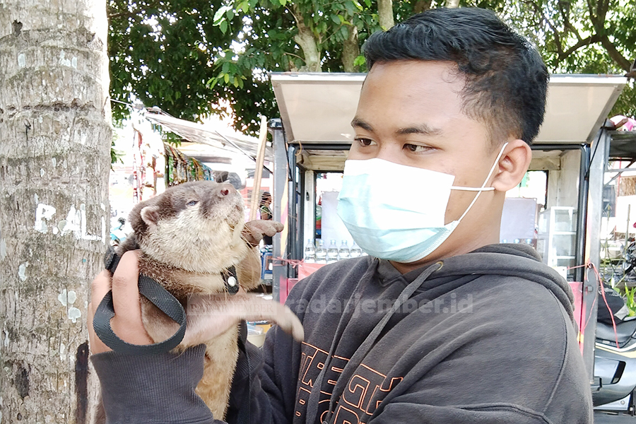 PELIHARAAN: Febri menunjukkan berang-berang miliknya yang sudah jinak di Alun-Alun Jember, kemarin (7/2).