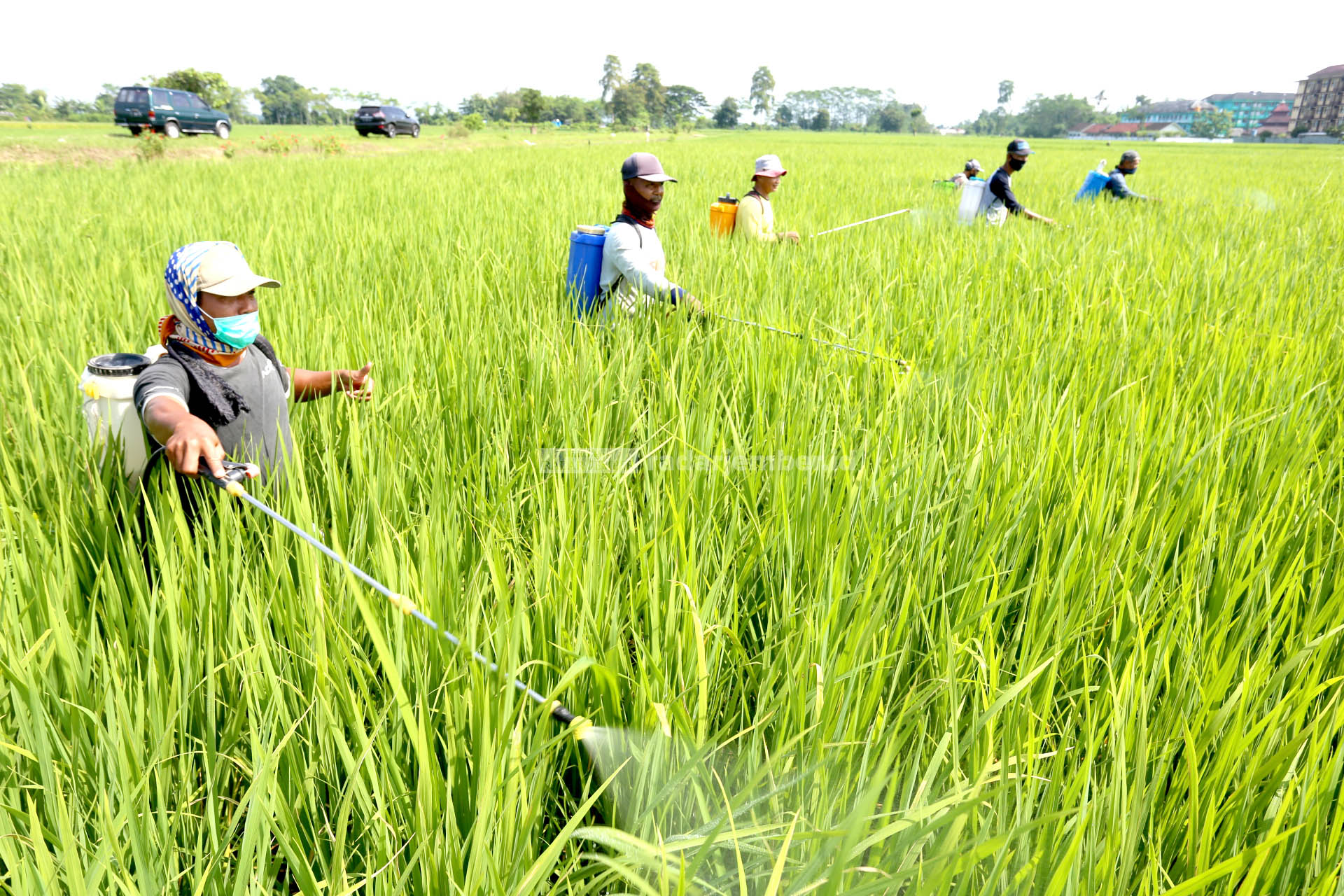 BERANTAS PENYAKIT: Petani di Desa Dukuhdempok, Wuluhan, melakukan penyemprotan serentak guna pengendalian hama tanaman padi, kemarin (9/2).