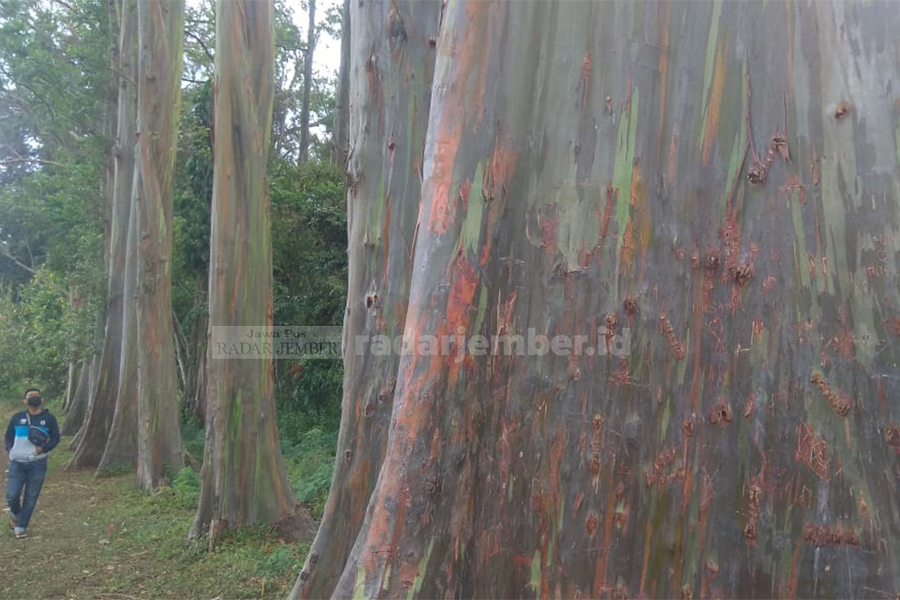 MUNCUL SECARA ALAMI: Hutan pelangi masuk dalam road map Ijen Geopark wilayah Bondowoso. Batangnya yang berwarna menjadi keunikan tersendiri.