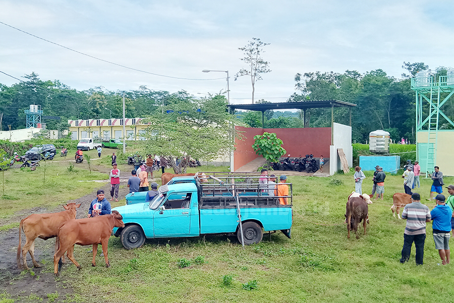 PASAR BARU: Hewan ternak seperti sapi dan kambing mulai dipasarkan di Pasar Hewan Terpadu Bondowoso, yang buka setiap Kamis.