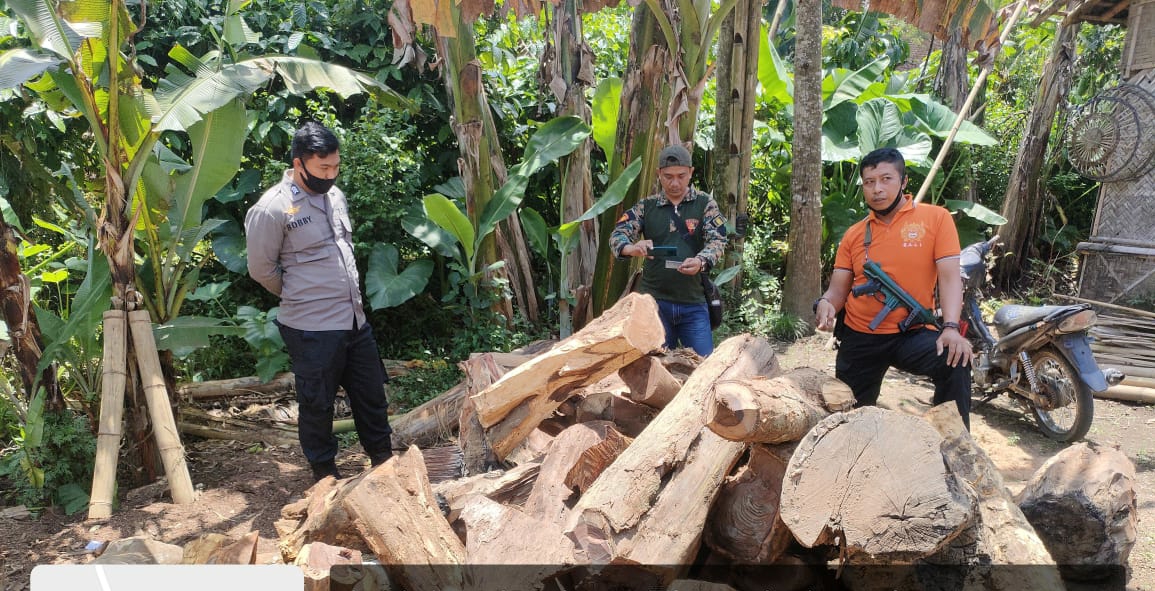BARANG BUKTI: Ratusan batang kayu jenis sonokeling yang diamankan petugas Polhutmob dari rumah Sugiyanto, warga Desa Sumberlesung, Kecamatan Ledokombo
