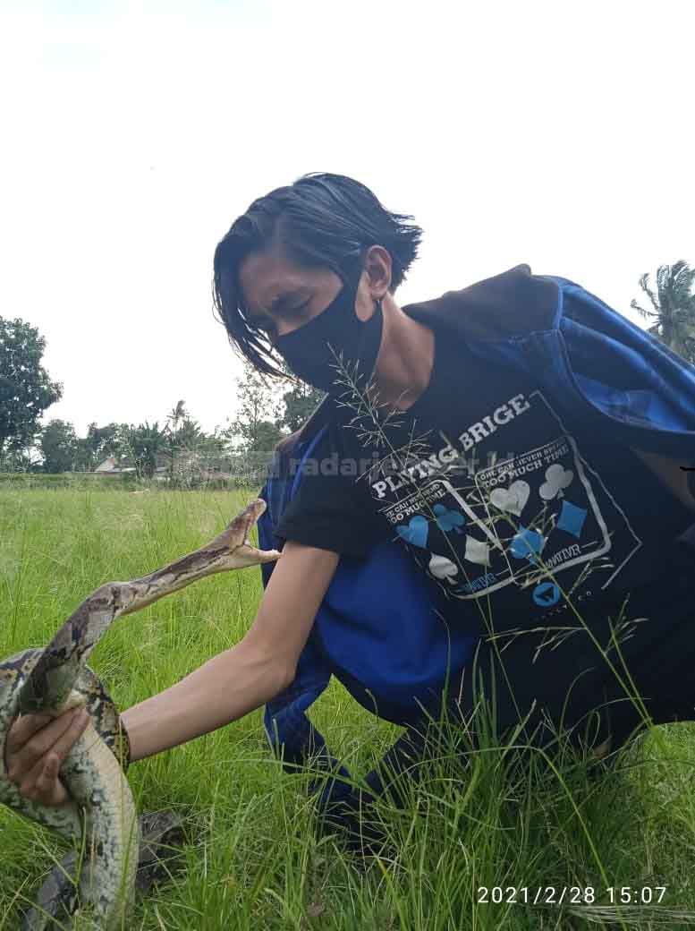 OLEH PROFESIONAL: Atraksi Tim Bondowoso Reptiler memainkan ular yang sudah dijinakkan.