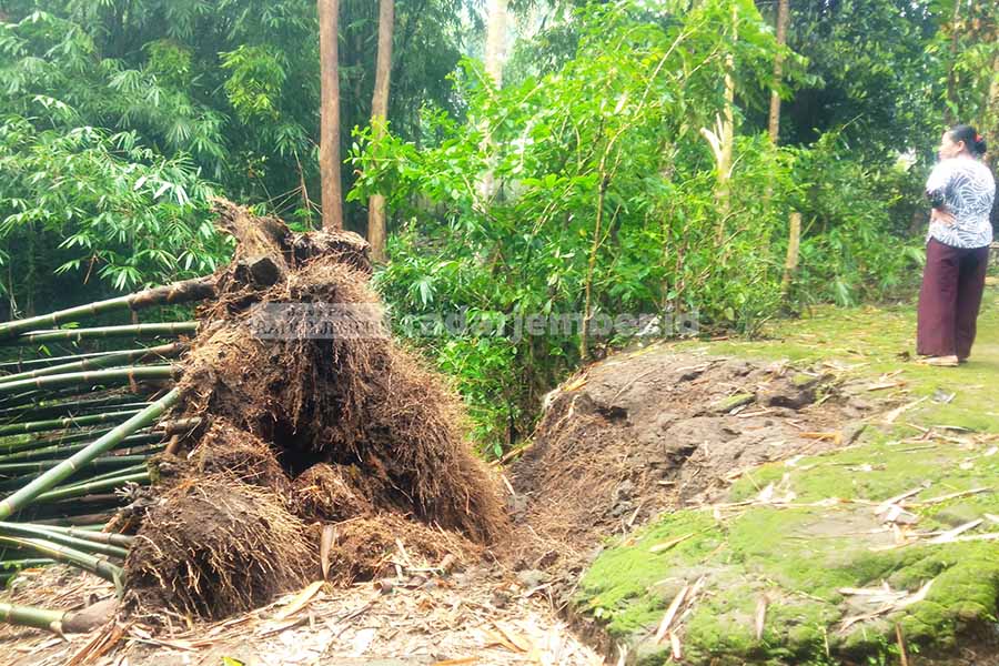 ROBOH: Barongan atau rumpun bambu milik Jani, warga Dusun Wetan, Desa Wonojati, Kecamatan Jenggawah, yang roboh setelah dihajar angin kencang, Minggu (28/2) malam.