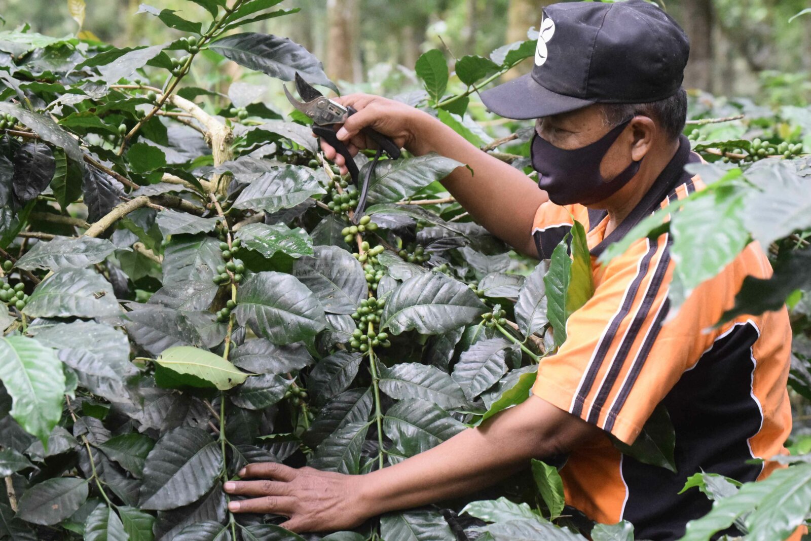 KEBUN KOPI MASIH LUAS: Perkebunan di Bondowoso masih didominasi oleh kopi. Disusul komoditas perkebunan dari tembakau. Kebun kopi di Bondowoso terbagi menjadi dua wilayah.