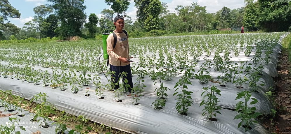 PERAWATAN: Petani cabai harus melakukan perawatan lebih ketika musim hujan datang.