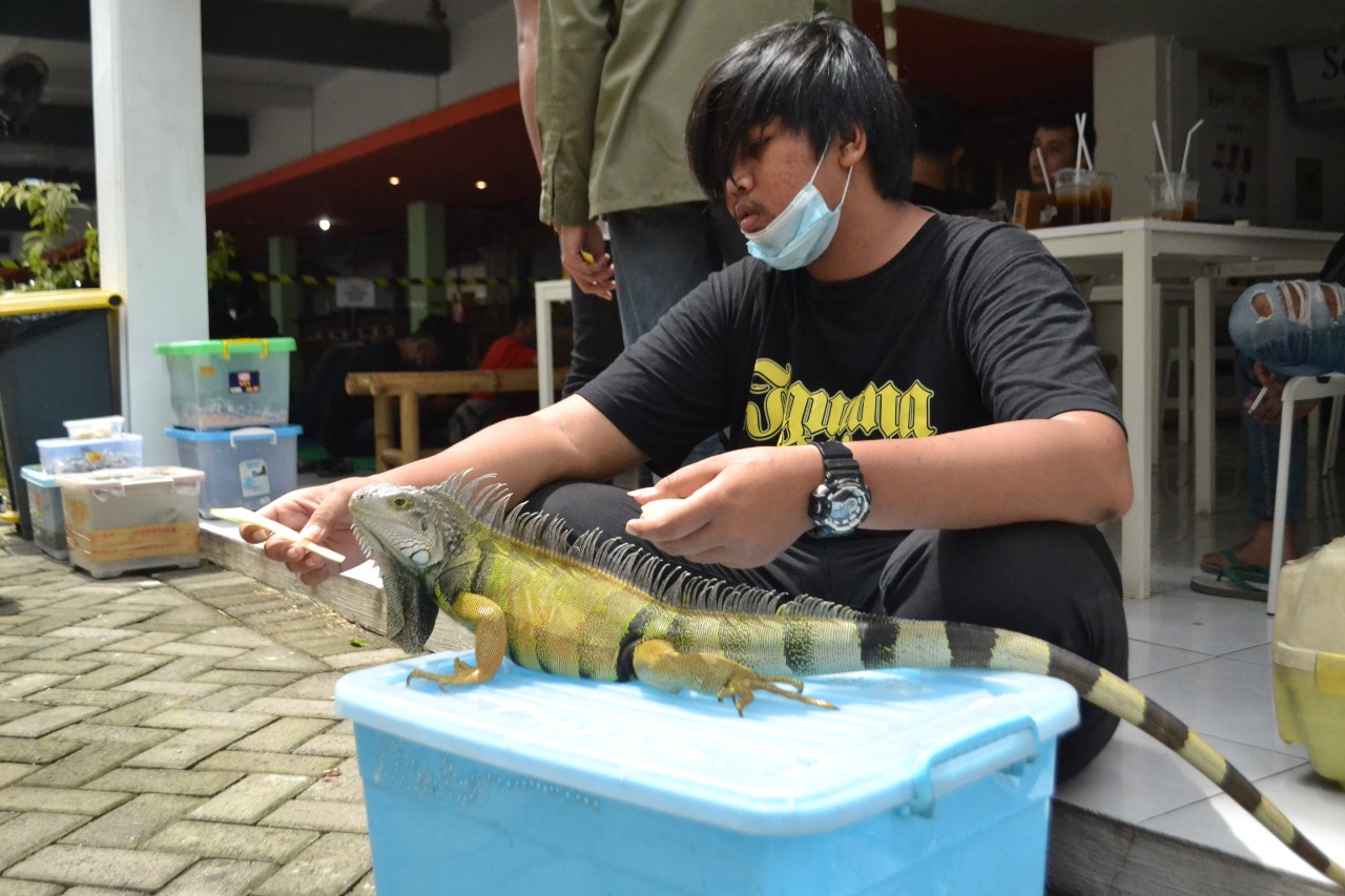 CANTIK: Peserta sedang mempersiapkan iguana miliknya untuk mengikuti penjurian dalam kontes iguana carnival, Minggu (14/3).