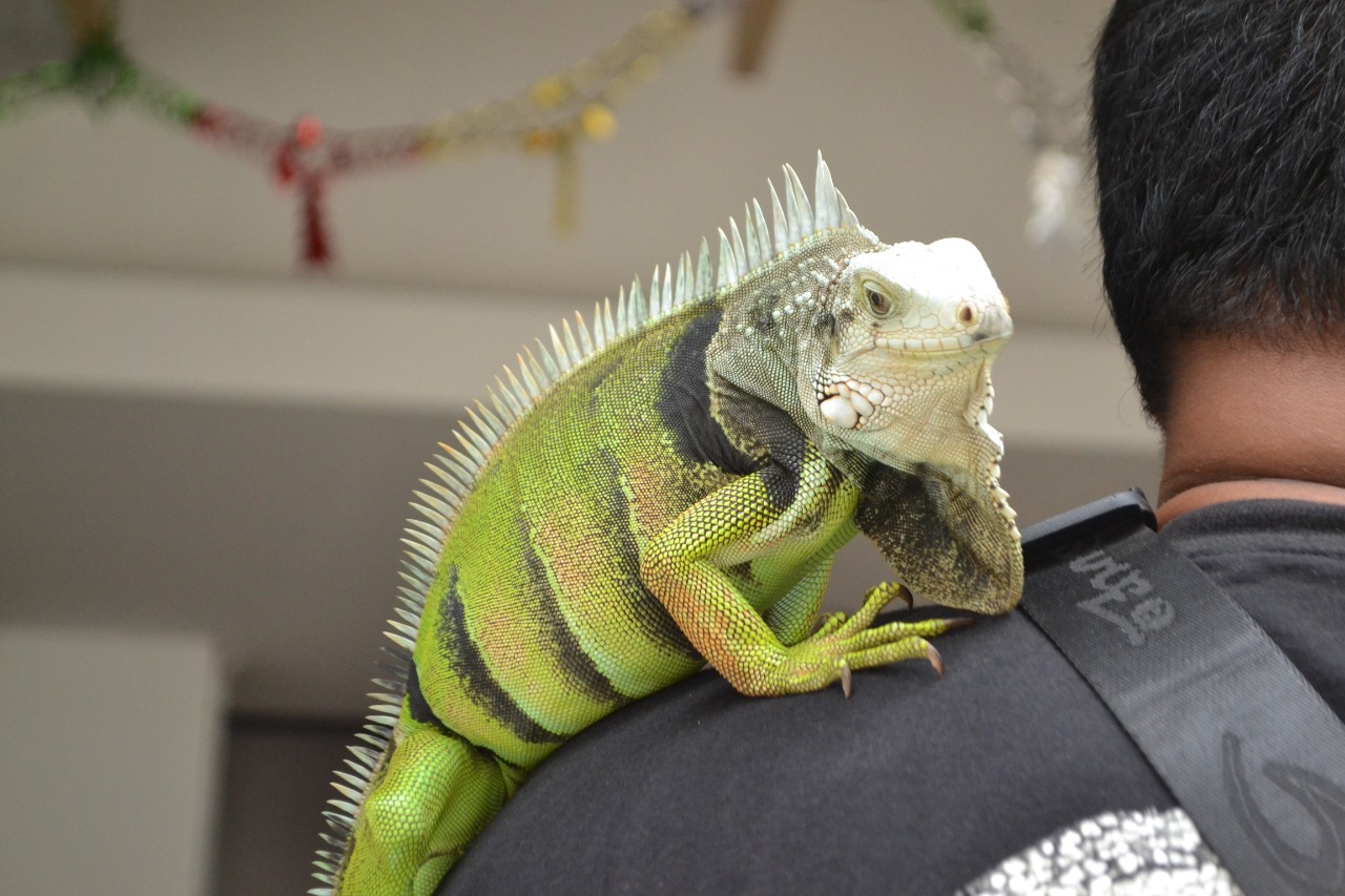 SEMAKIN ANJLOK: Harga reptil kian murah sejak tiga tahun terakhir. Bahkan saat ini menurun hingga 50 persen.