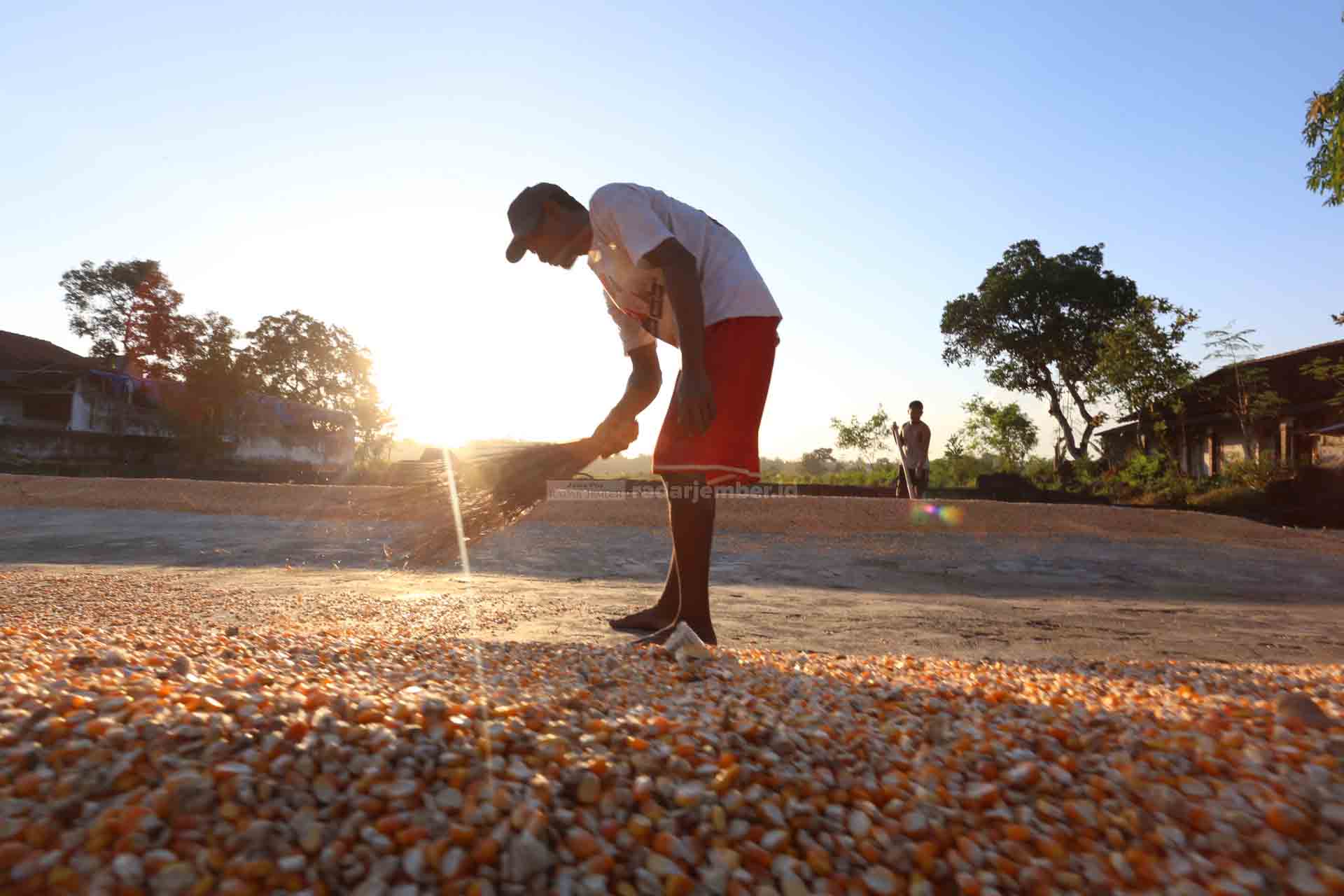 KERINGKAN JAGUNG: Petani di daerah Jenggawah menjemur pipilan jagung hingga sore hari. Harga jagung masuk pabrik tersebut mencapai Rp 5.200 per kilogram, lebih bagus daripada gabah dari sawah petani yang dihargai Rp 3.700 per kilogram.