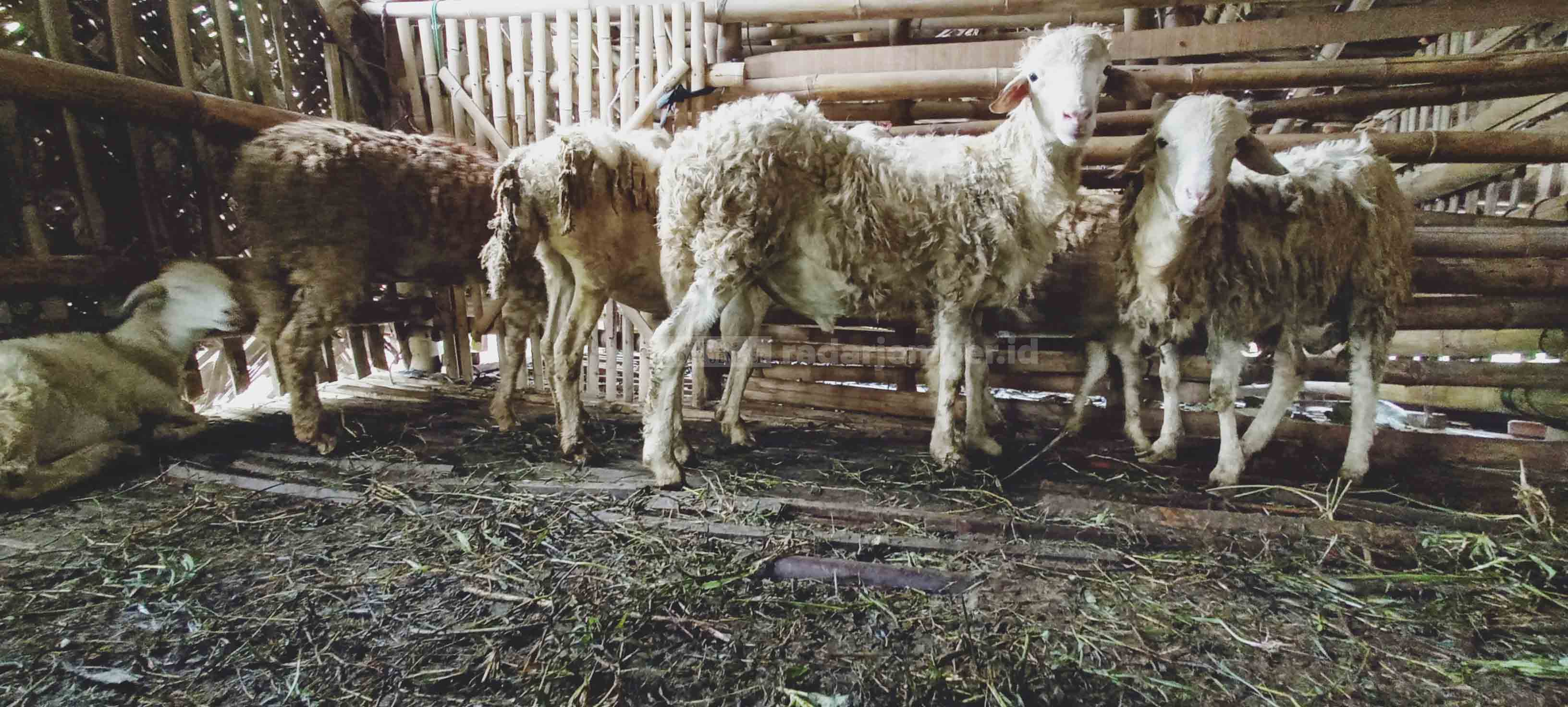 MULAI TERKENAL: Kambing ternak milik salah seorang warga yang tengah dipelihara, untuk selanjutnya dijual kembali mengambil peluang harga pasar yang tengah naik daun.