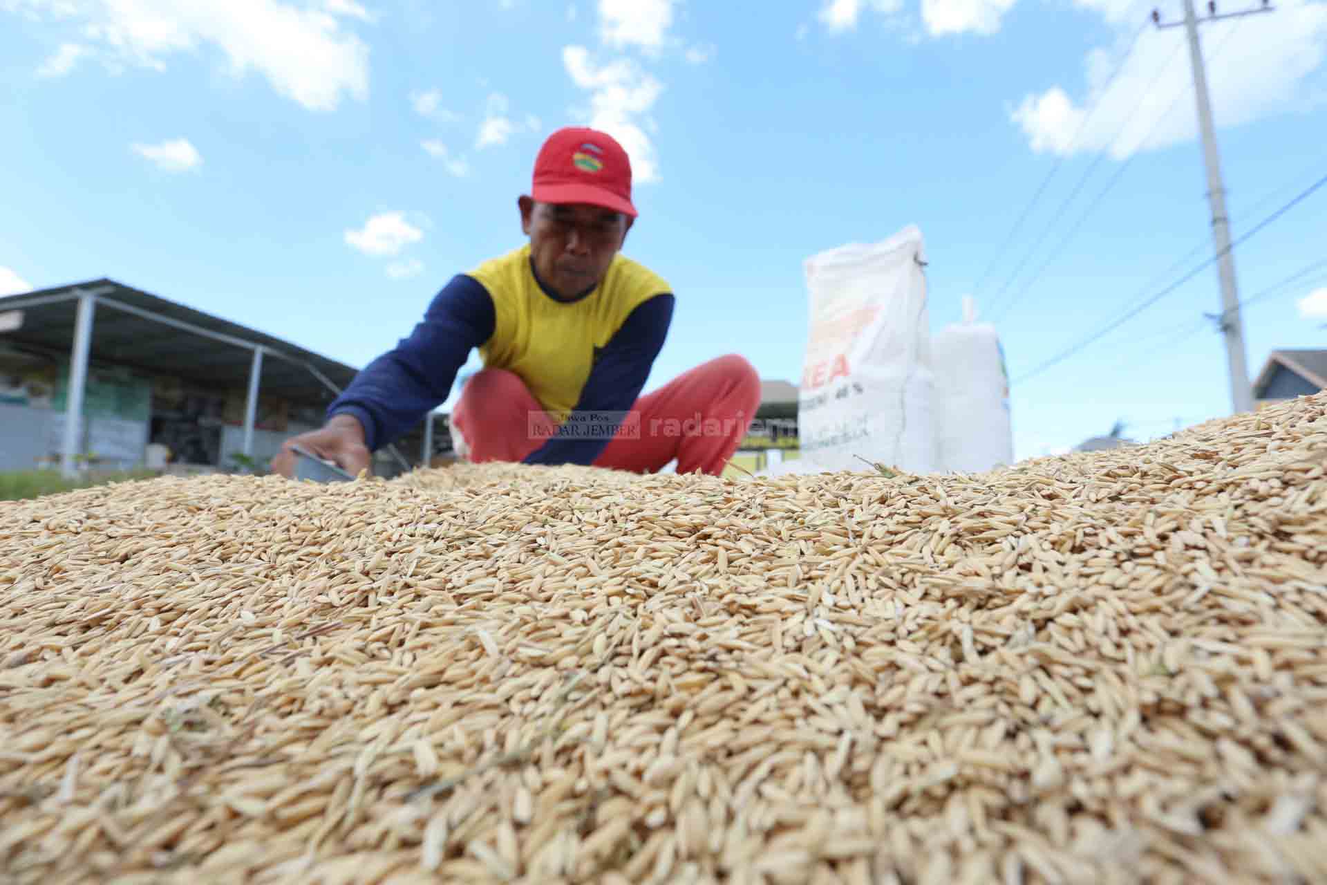 PENGERINGAN GABAH: Petani daerah Karangrejo tengah memasukkan gabah ke dalam karung dan disimpan. Untuk memenuhi gabah standar Bulog, setidaknya petani harus menjemur lebih lama di terik matahari.