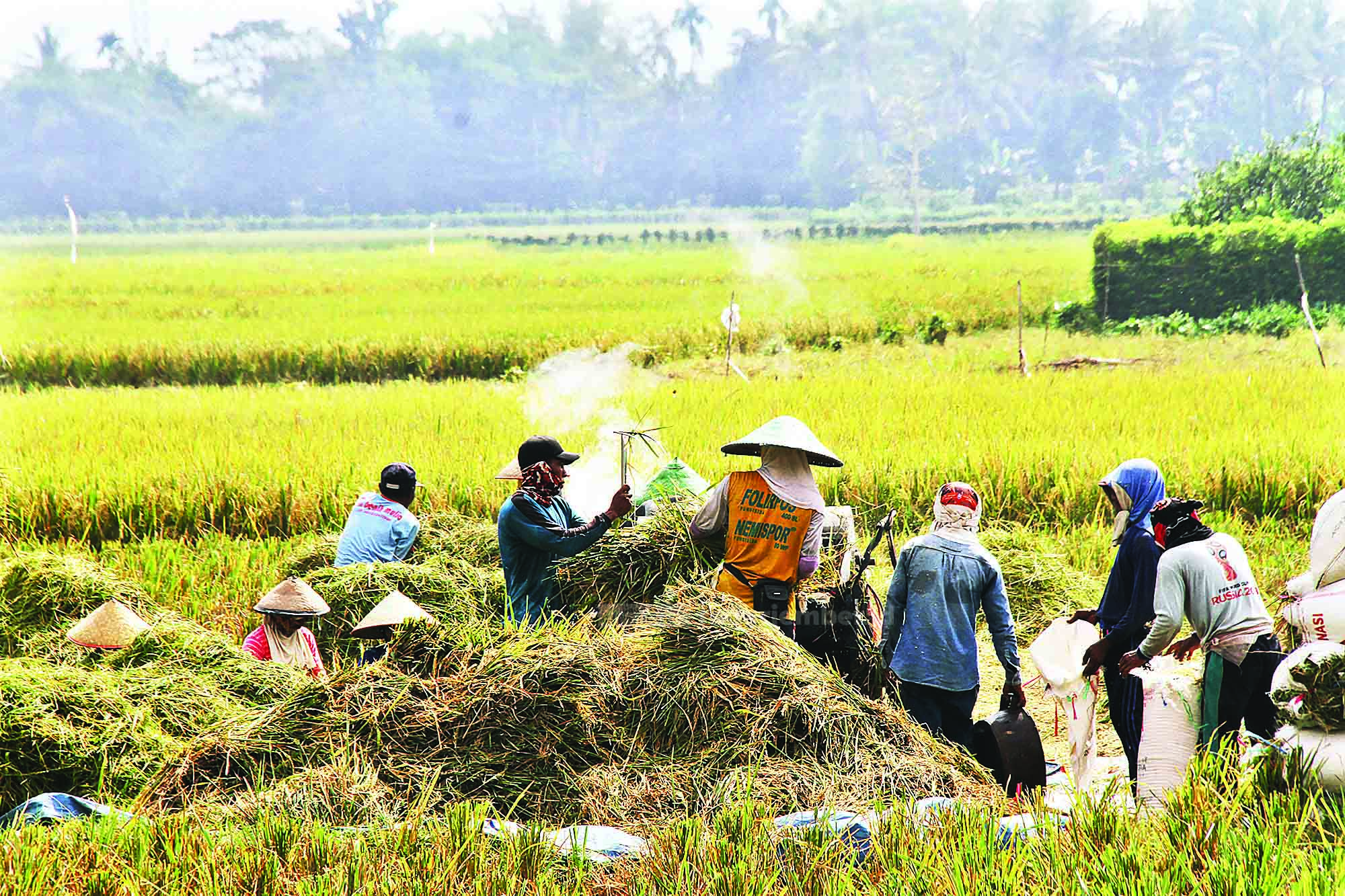 PANEN AWAL: Petani di Desa Sruni, Kecamatan Jenggawah, terpaksa memanen padi mereka sebelum waktunya. Ini dilakukan karena serangan hama wereng mulai mengkhawatirkan petani.
