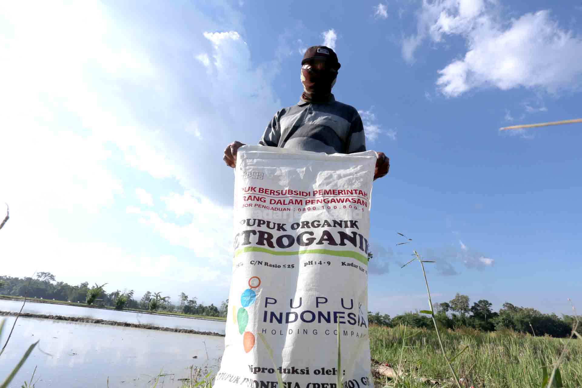 TANAM PADI: Mujianto ketika hendak menabur pupuk subsidi organik di sawahnya,