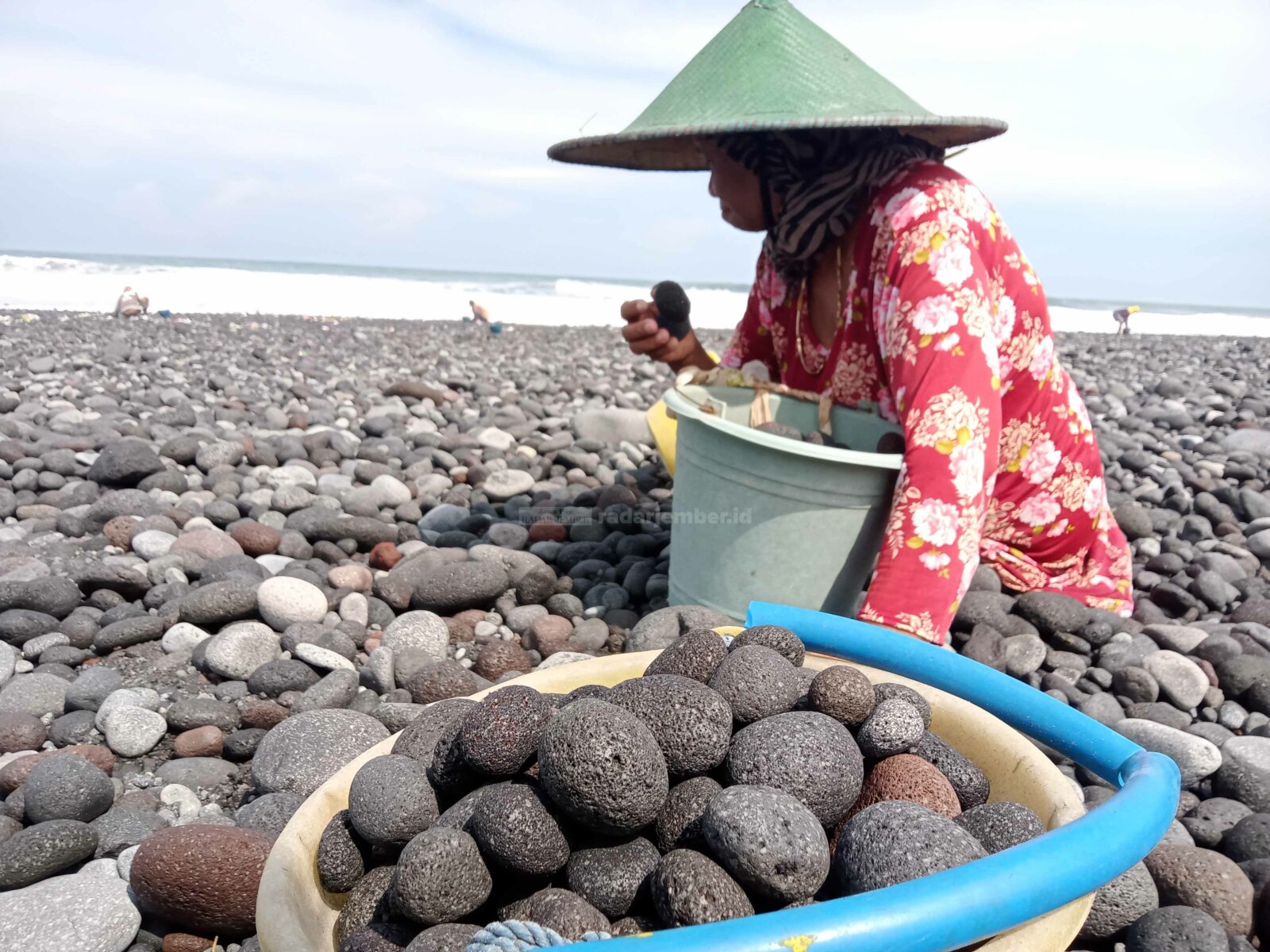 KUMPULKAN: Salah seorang perempuan warga Desa Bago, Kecamatan Pasirian, saat mengumpulkan batu Pantai Bambang untuk memenuhi permintaan menghias taman.