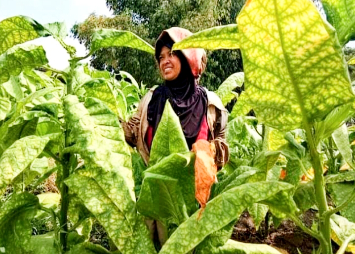 TEKUN: Seorang petani tembakau tengah merawat tanamannya.