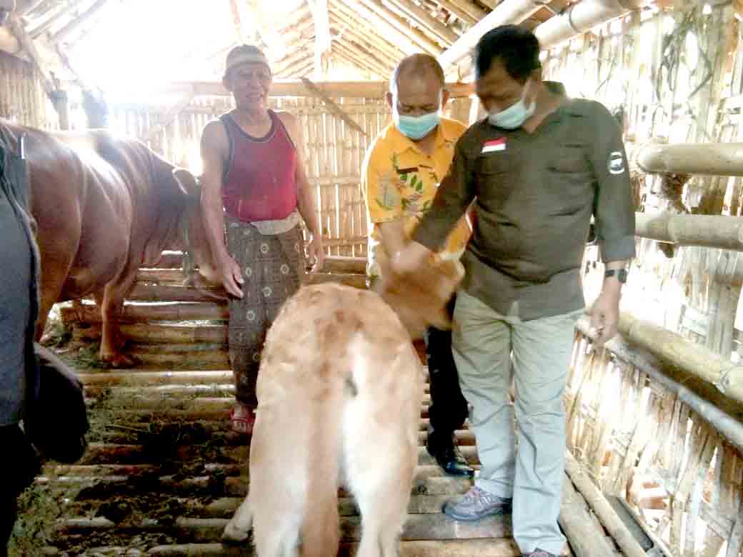 BESAR: Bayi sapi tabung bobotnya mencapai 50 kilogram. Bayi sapi itu hasil dari uji coba titip embrio atau dikenal dengan bayi tabung.