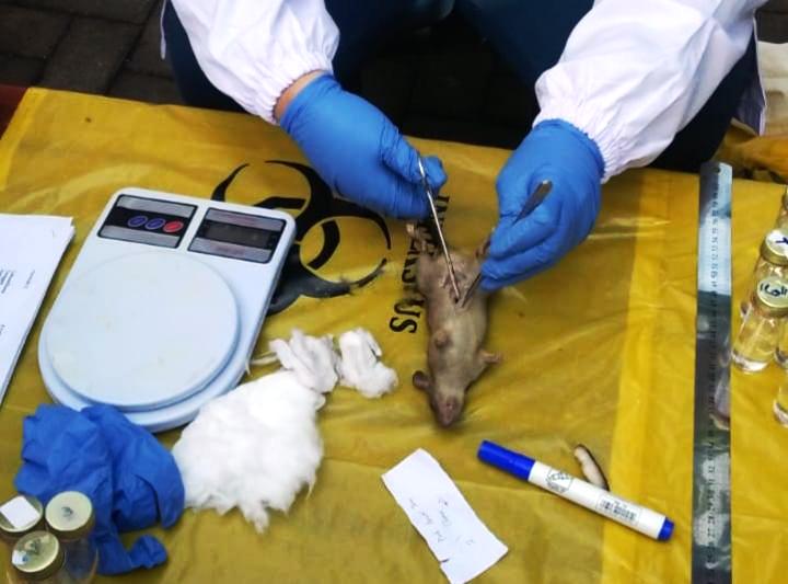 AMBIL ORGAN GINJAL: Total ada 16 ekor tikus didapatkan dalam jebakan. Hasilnya, lima ekor mengandung bakteri Leptospira.