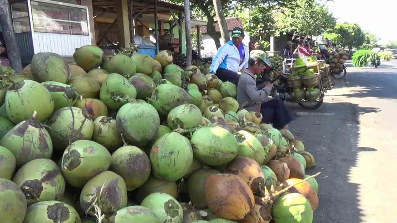 PANEN: Salah satu petani kelapa di Desa/Kecamatan Ranuyoso saat panen kelapa muda di kebunnya. Kini, kelapa muda makin laris. Sampai-sampai harga per buah bisa tembus Rp 20 ribu.