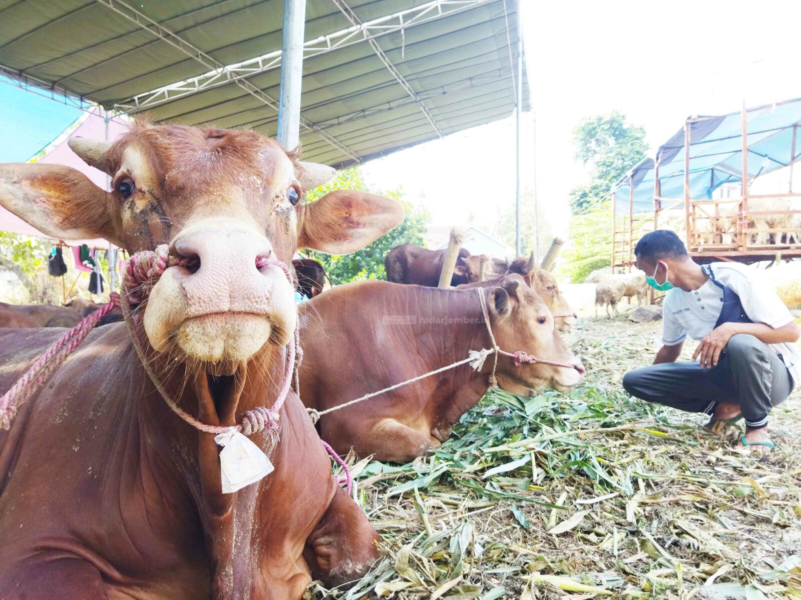 PERHATIKAN KEBERSIHANNYA: Hewan ternak sapi yang kerap beredar di pasaran. Jika tak dijaga kebersihannya, sapi bisa mengidap penyakit cacingan.