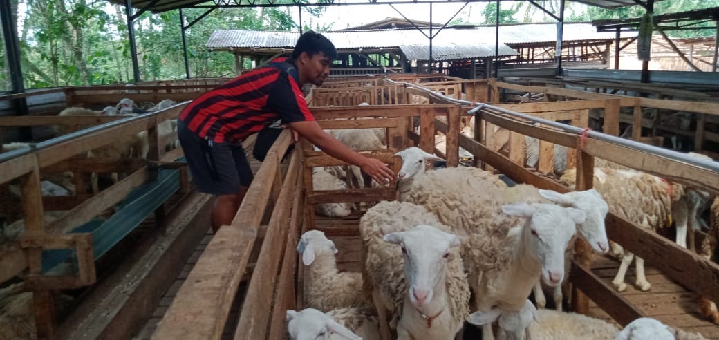 TELATEN: Mahrus Ali, seorang peternak domba, tengah sibuk mengecek domba-domba di kandang induk miliknya. Ia juga terlihat sibuk melayani pembeli domba untuk kurban Idul Adha 1442 H.