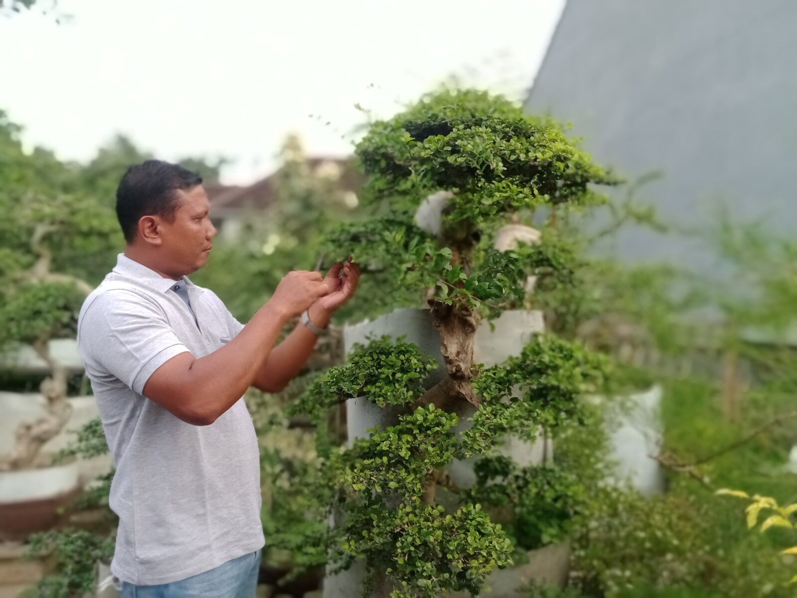 PERAWATAN: Ketua PPBI Bondowoso Ahmad Abadi sedang melakukan perawatan terhadap koleksi tanaman bonsainya.