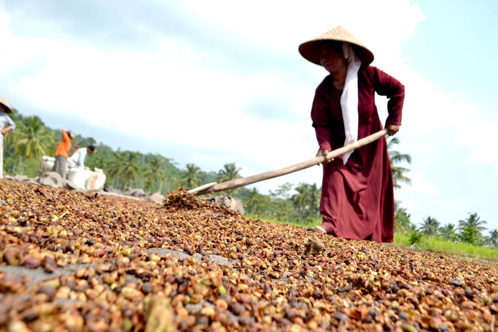BANYAK, TAPI TAK LAKU: Salah satu petani kopi di Kecamatan Ledokombo menjemur hasil panen kopinya di bawah terik matahari. Pada masa panen kali ini, sejumlah petani kopi mengeluhkan stok yang tak kunjung laku. (Delfi Nihayah/ Radar Jember)