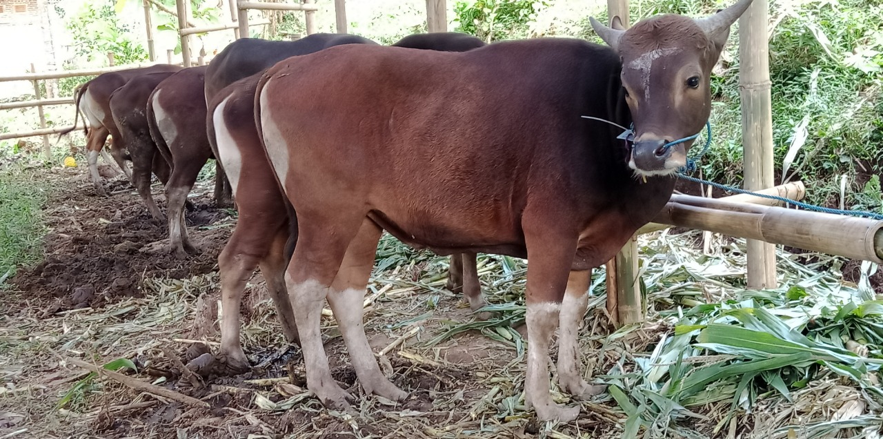 JADI ALTERNATIF: Kini, sapi Bali jadi pilihan warga Jember sebagai hewan kurban. Karena harganya lebih murah dibanding lembu dari daerah lain.