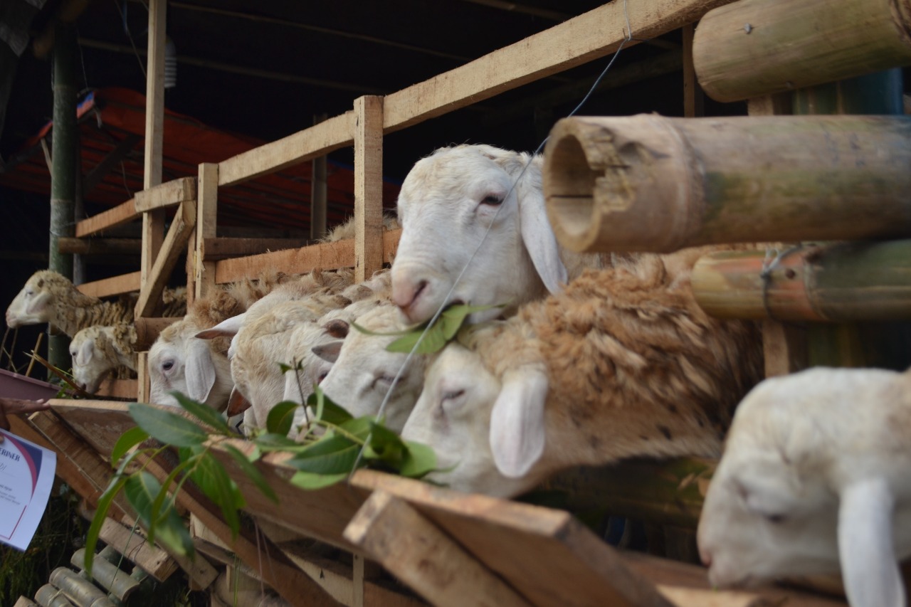 SIAP POTONG: Sejak beberapa hari lalu, para pedagang sudah menjajakan hewan kurban di pinggir jalan raya. Biasanya ada dua jenis, kambing dan sapi.